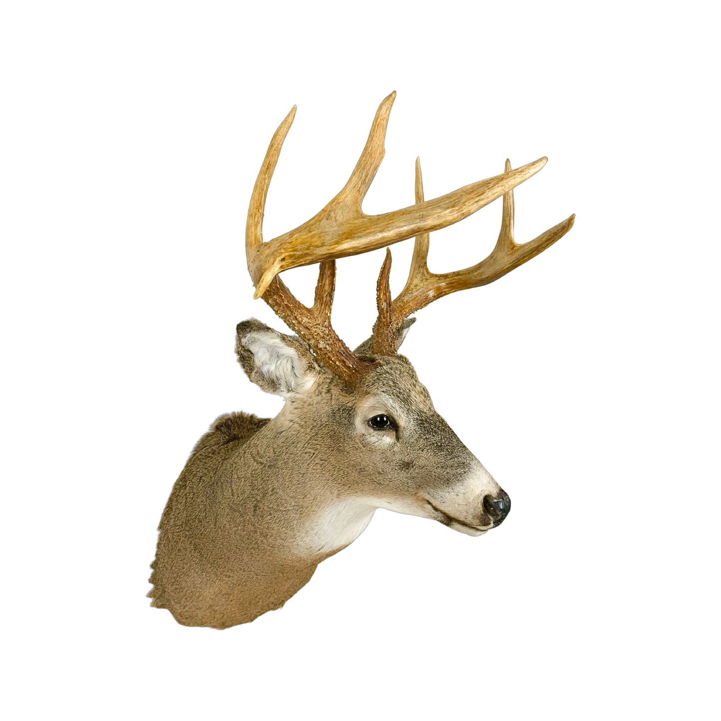 A Home Decor Taxidermy White-Tailed Deer Shoulder Mount of Grade Respectable