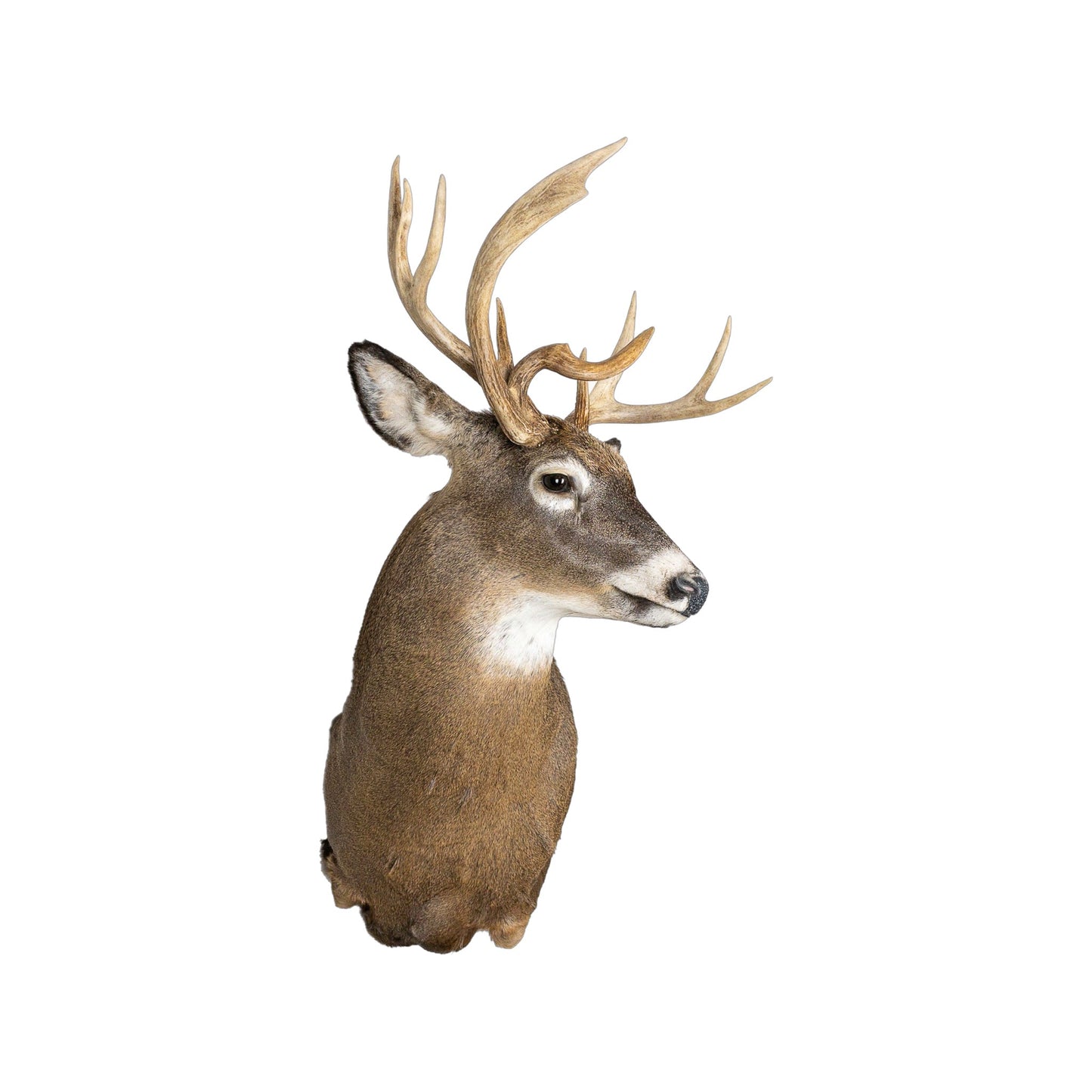 A Home Decor Taxidermy White-Tailed Deer Shoulder Mount of Grade Remarkable