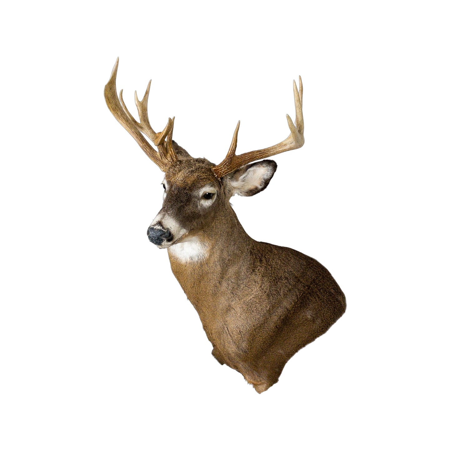 A Home Decor Taxidermy White-Tailed Deer Shoulder Mount of Grade Remarkable