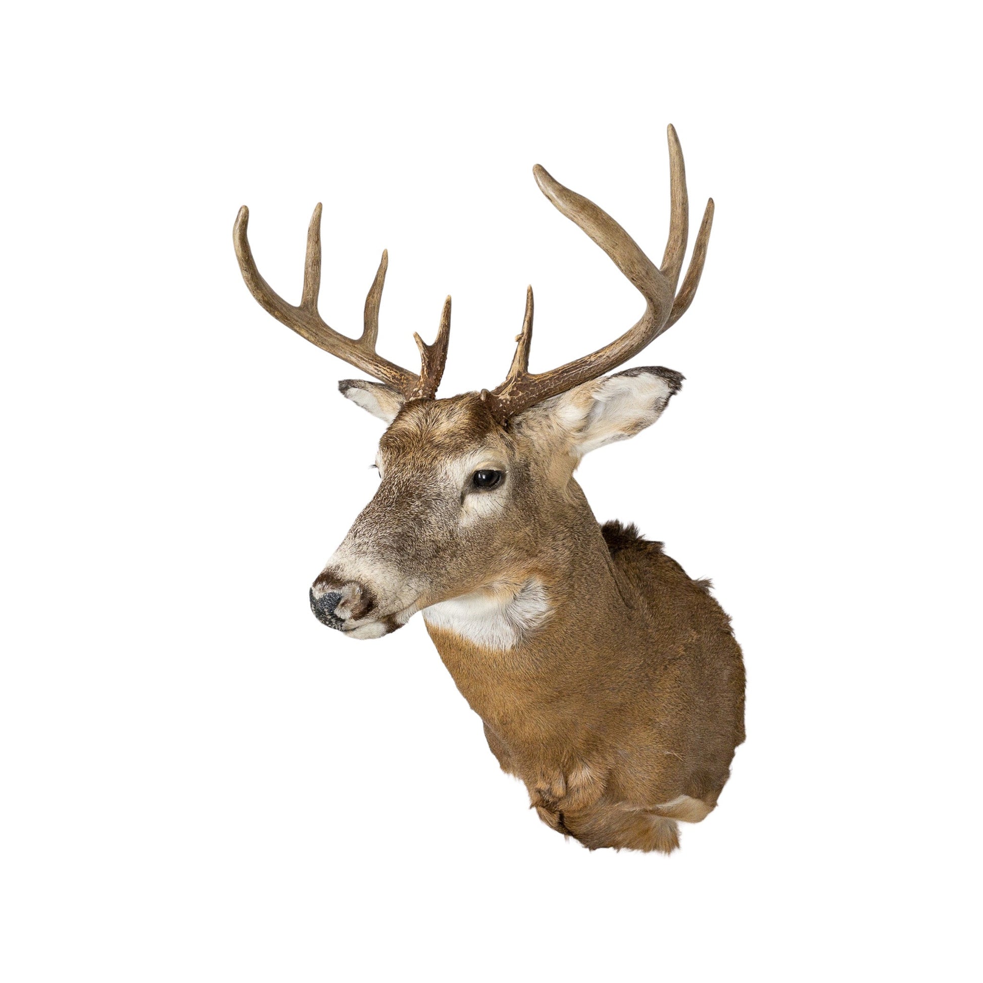 A Home Decor Taxidermy White-Tailed Deer Shoulder Mount of Grade Respectable