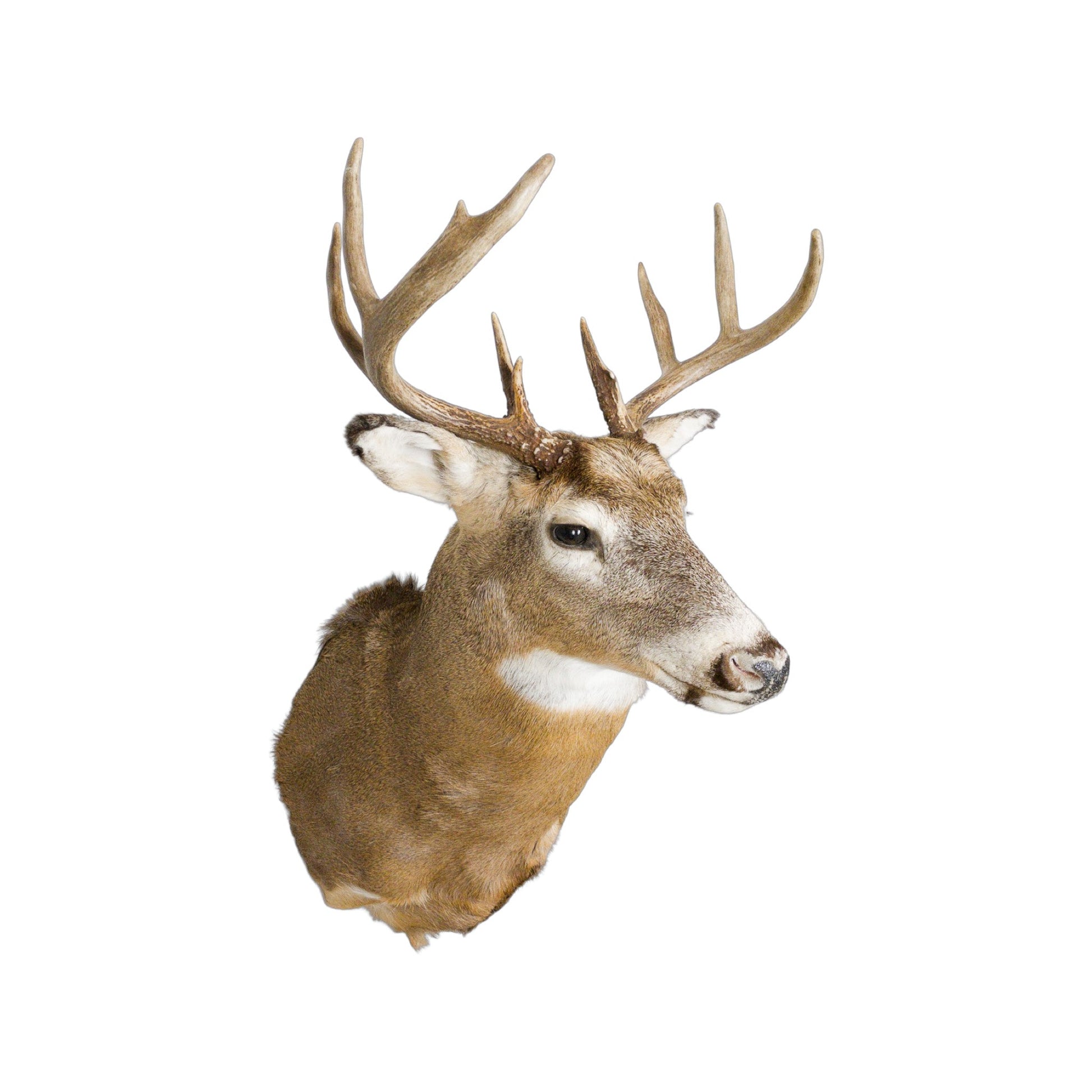 A Home Decor Taxidermy White-Tailed Deer Shoulder Mount of Grade Respectable