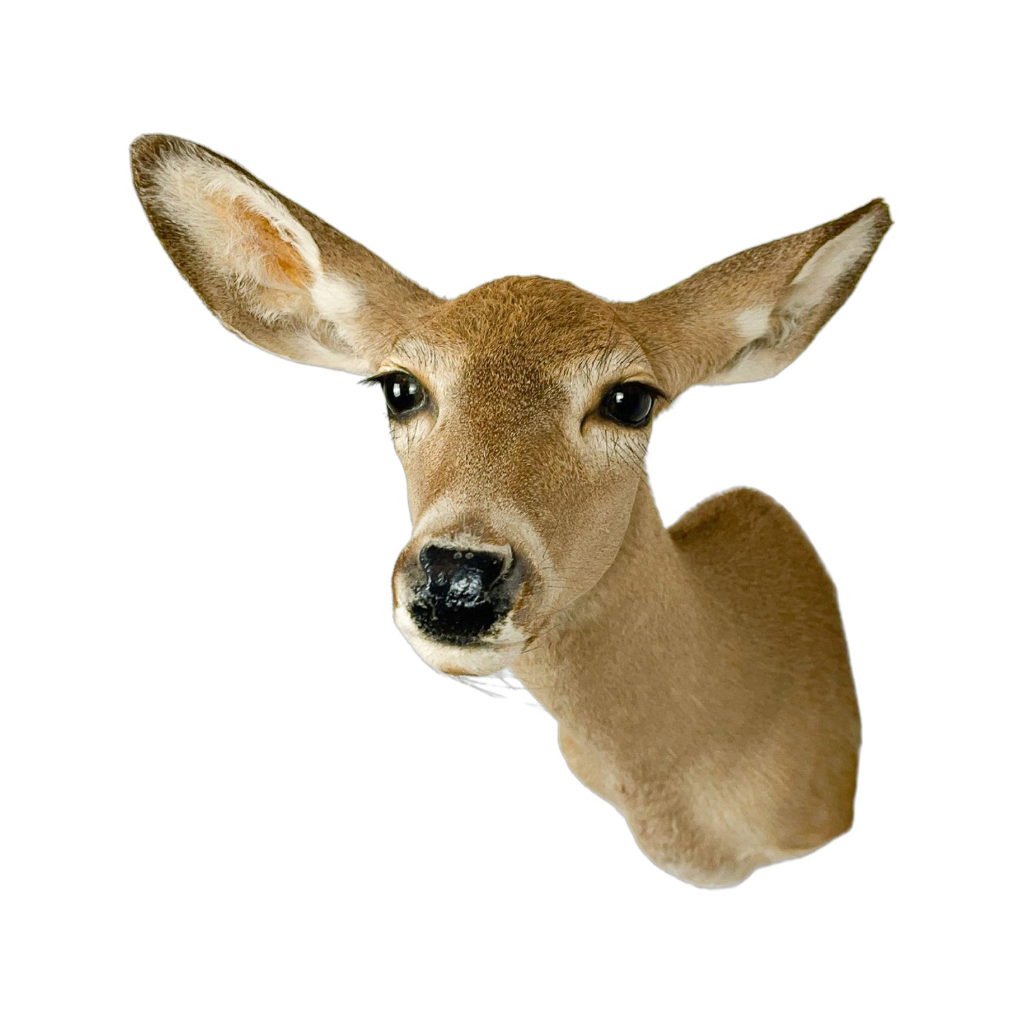 A Home Decor Taxidermy White-Tailed Deer Shoulder Mount of Grade Respectable