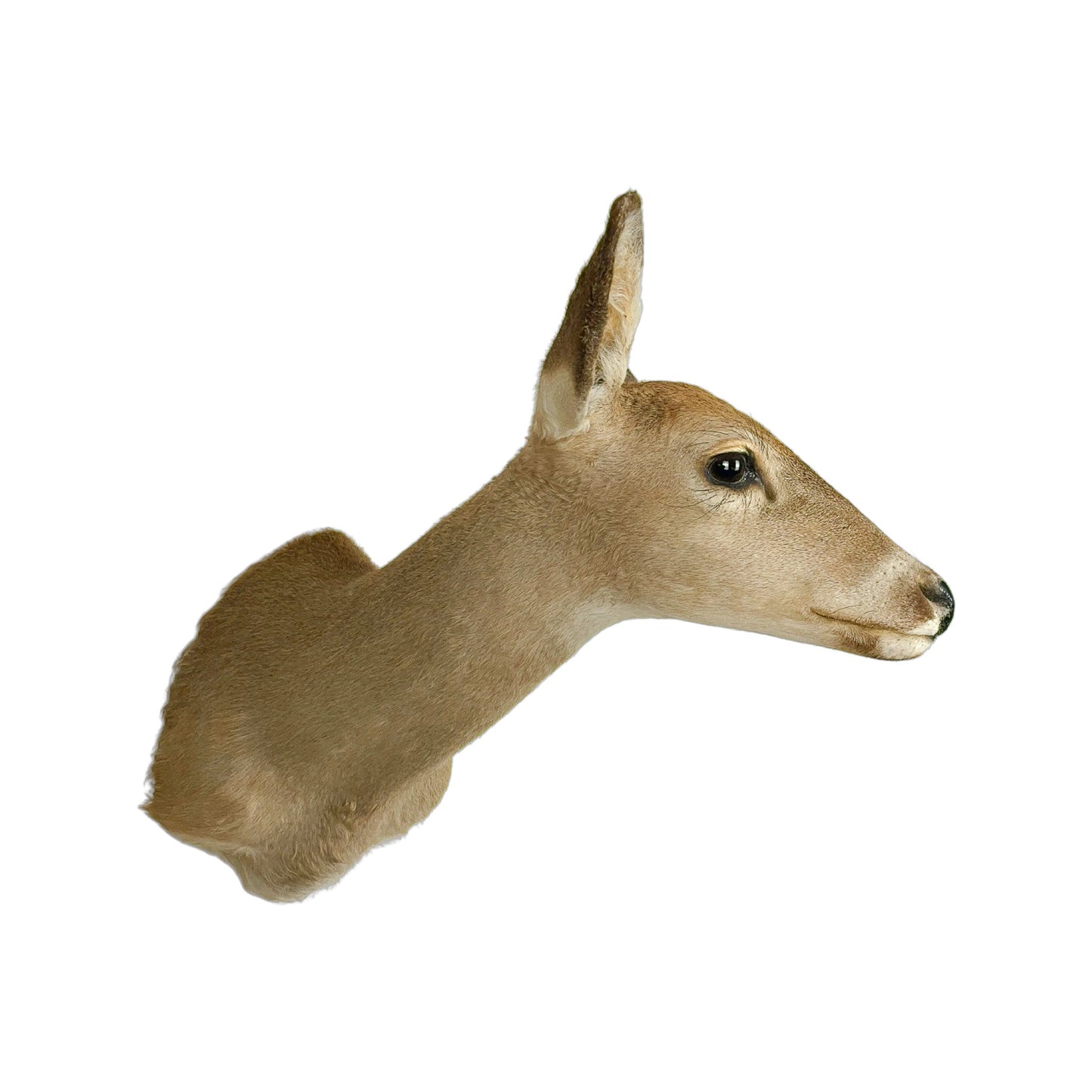 A Home Decor Taxidermy White-Tailed Deer Shoulder Mount of Grade Respectable