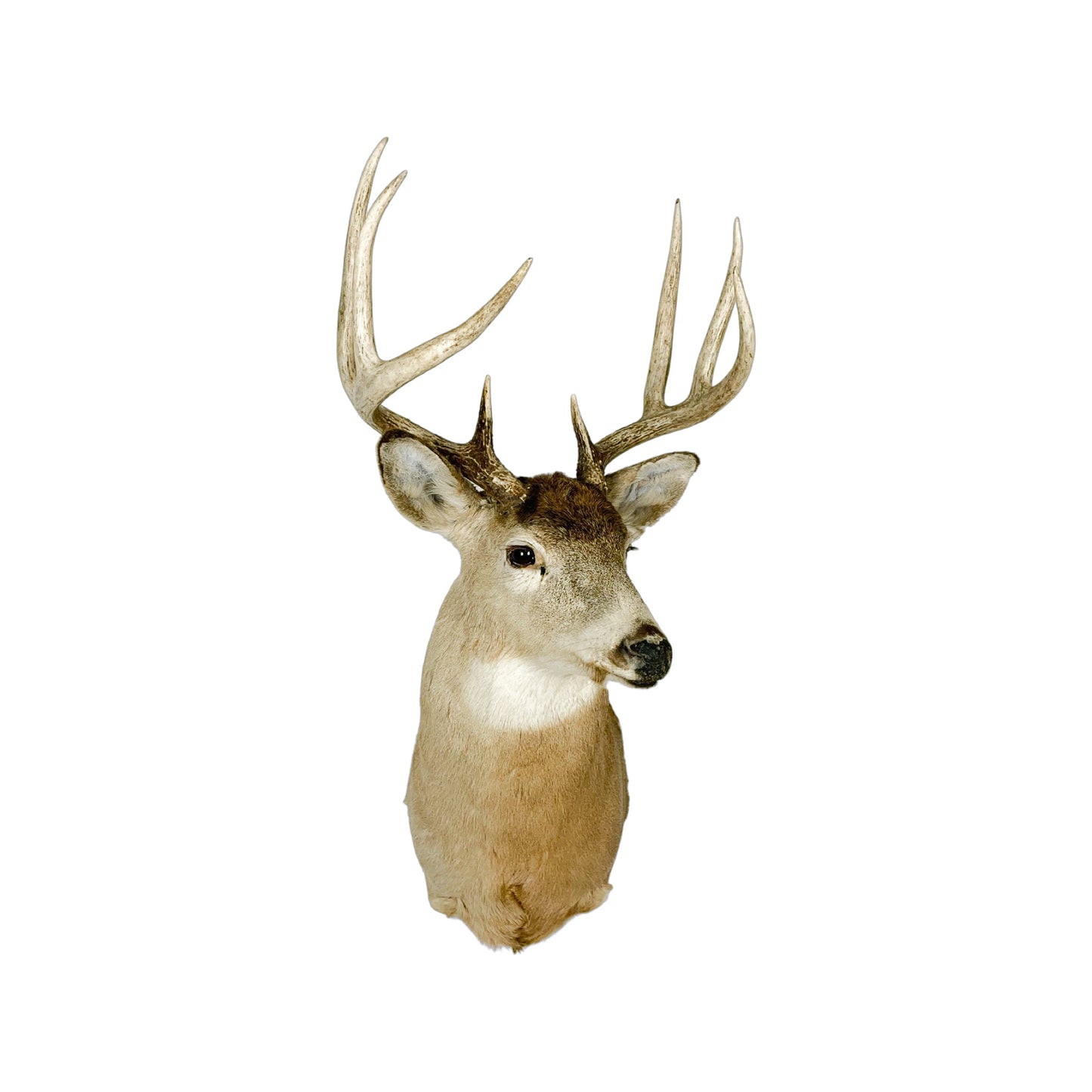 A Home Decor Taxidermy White-Tailed Deer Shoulder Mount of Grade Remarkable