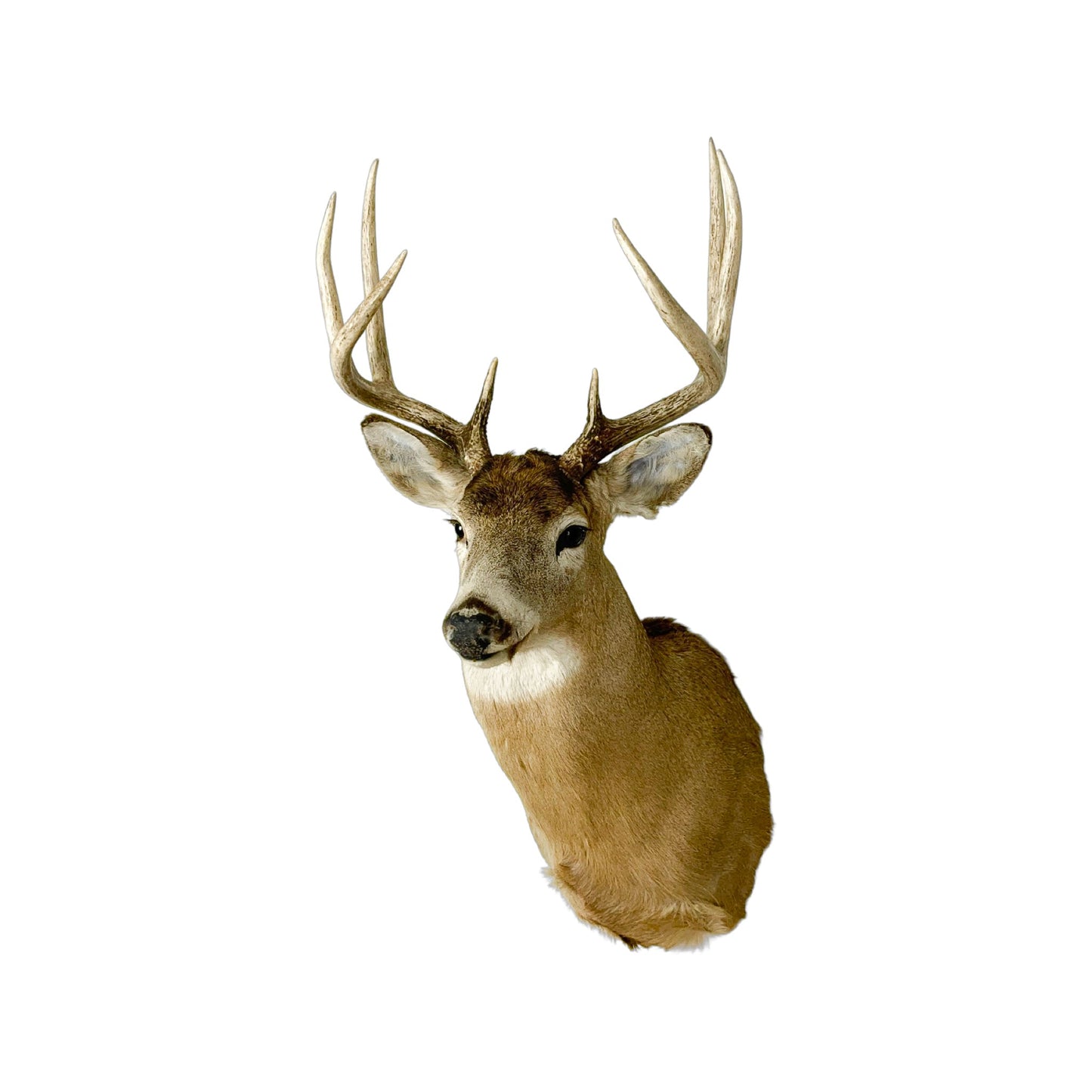 A Home Decor Taxidermy White-Tailed Deer Shoulder Mount of Grade Remarkable
