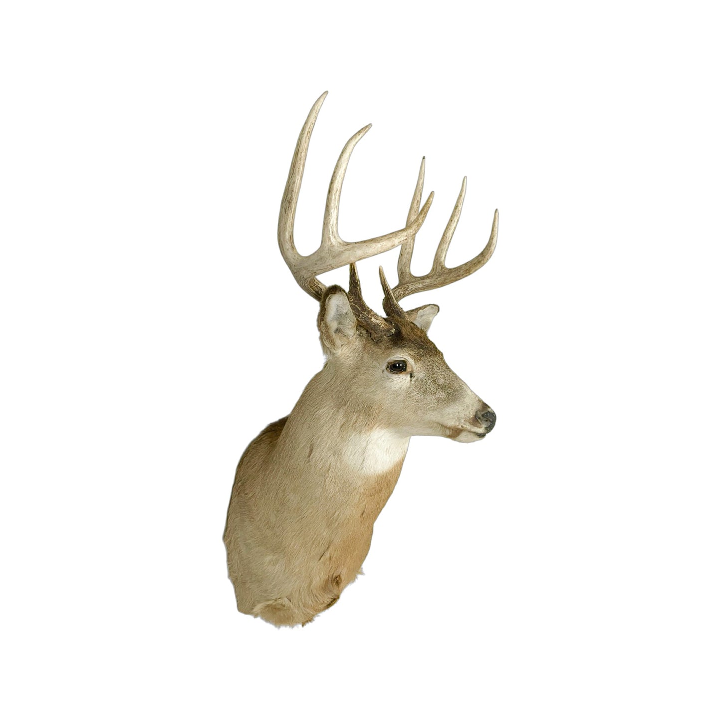 A Home Decor Taxidermy White-Tailed Deer Shoulder Mount of Grade Remarkable