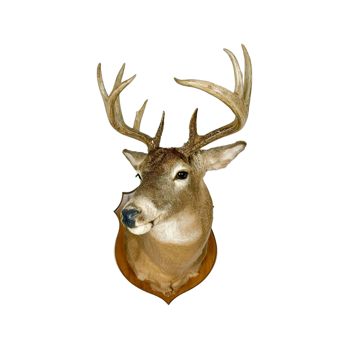 A Home Decor Taxidermy White-Tailed Deer Shoulder Mount of Grade Remarkable