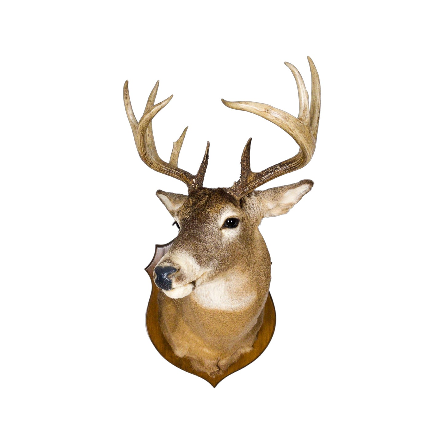 A Home Decor Taxidermy White-Tailed Deer Shoulder Mount of Grade Remarkable