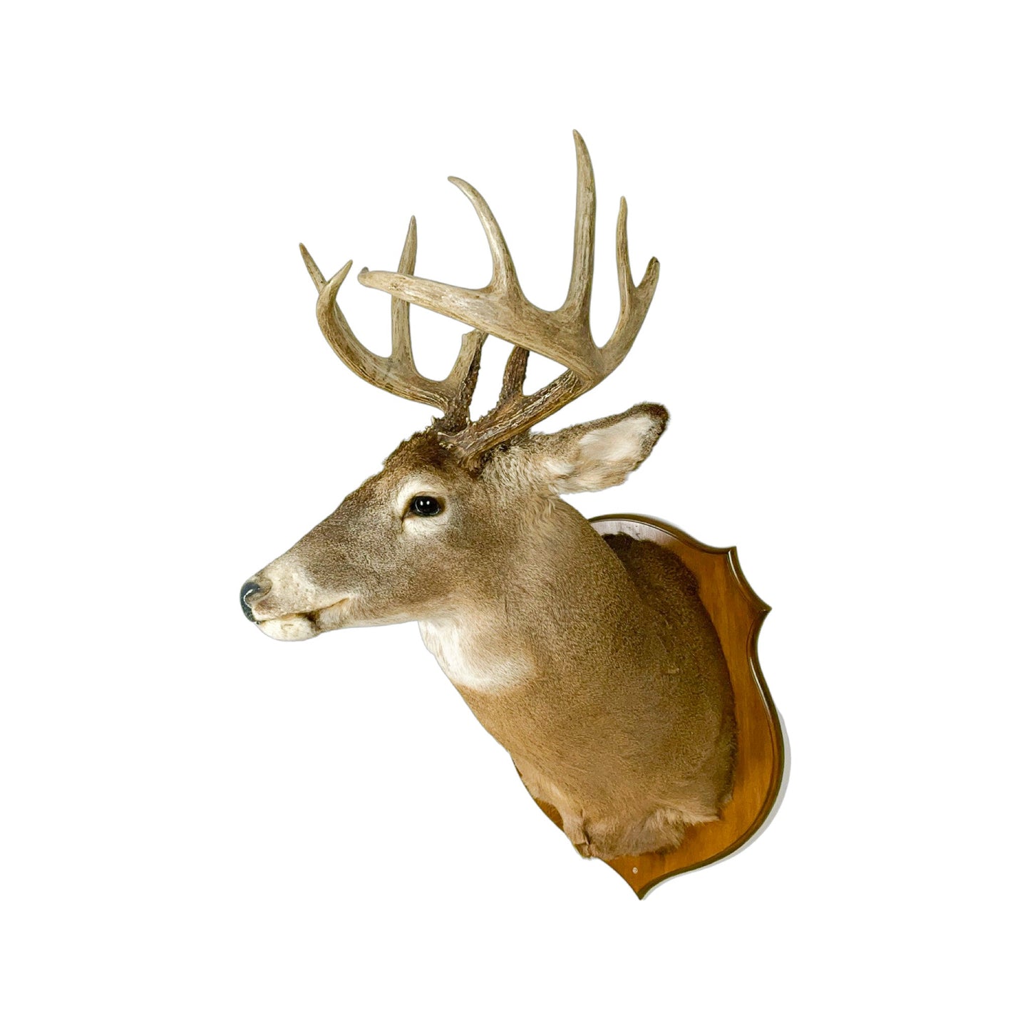 A Home Decor Taxidermy White-Tailed Deer Shoulder Mount of Grade Remarkable