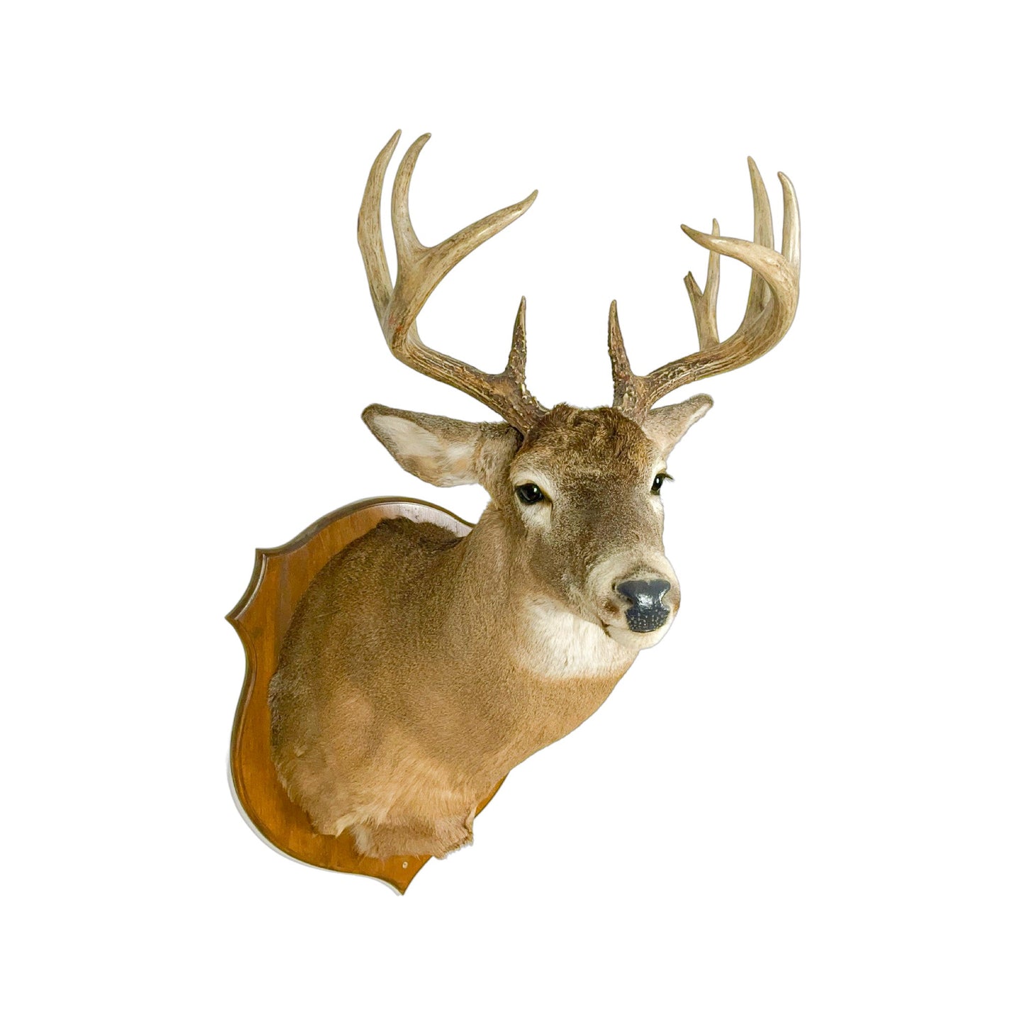 A Home Decor Taxidermy White-Tailed Deer Shoulder Mount of Grade Remarkable