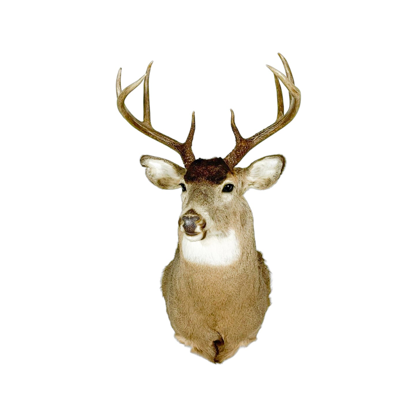 A Home Decor Taxidermy White-Tailed Deer Shoulder Mount of Grade Remarkable