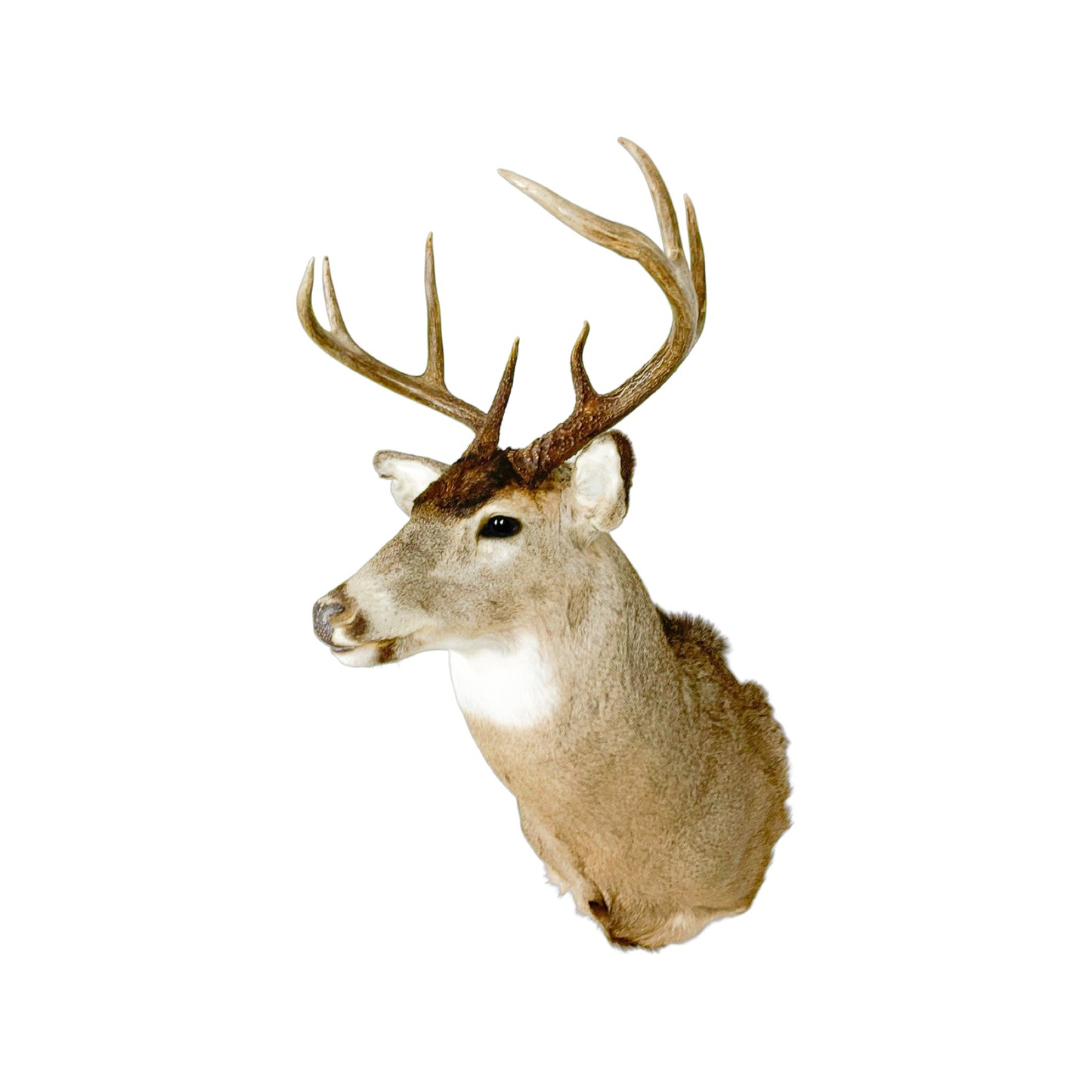A Home Decor Taxidermy White-Tailed Deer Shoulder Mount of Grade Remarkable
