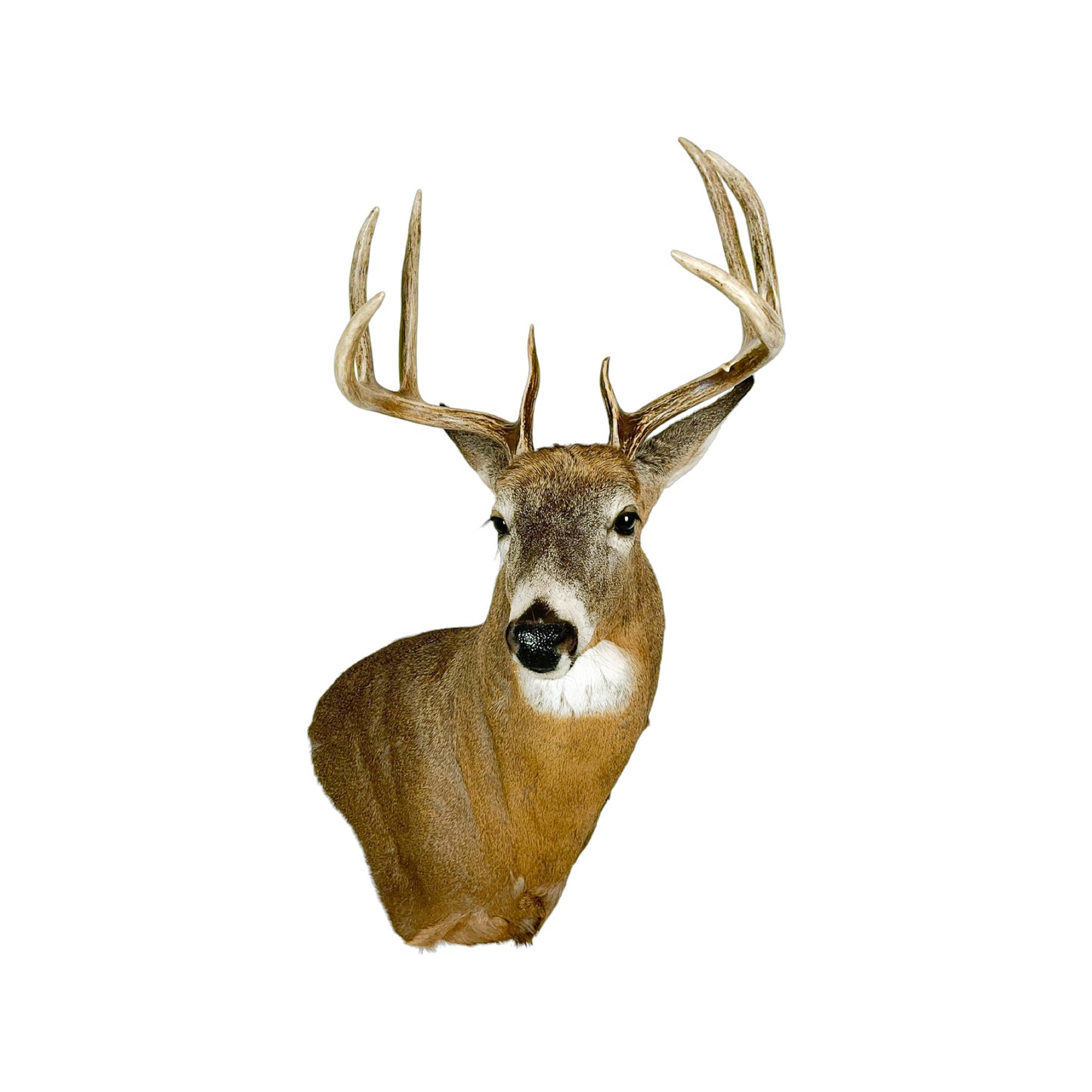 A Home Decor Taxidermy White-Tailed Deer Shoulder Mount of Grade Remarkable