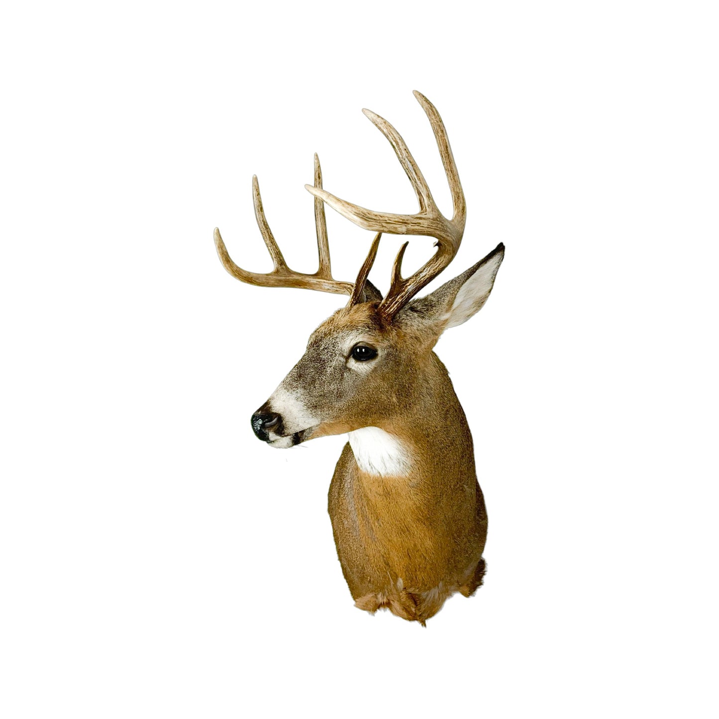 A Home Decor Taxidermy White-Tailed Deer Shoulder Mount of Grade Remarkable