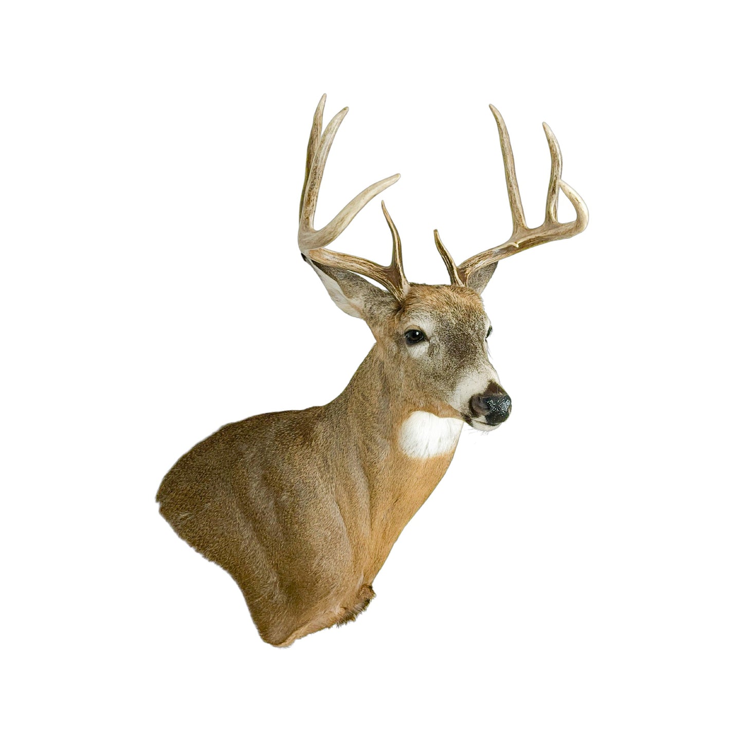 A Home Decor Taxidermy White-Tailed Deer Shoulder Mount of Grade Remarkable