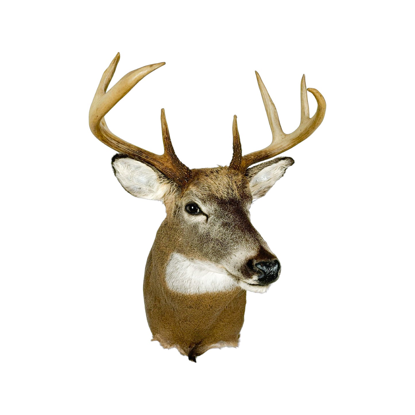 A Home Decor Taxidermy White-Tailed Deer Shoulder Mount of Grade Respectable