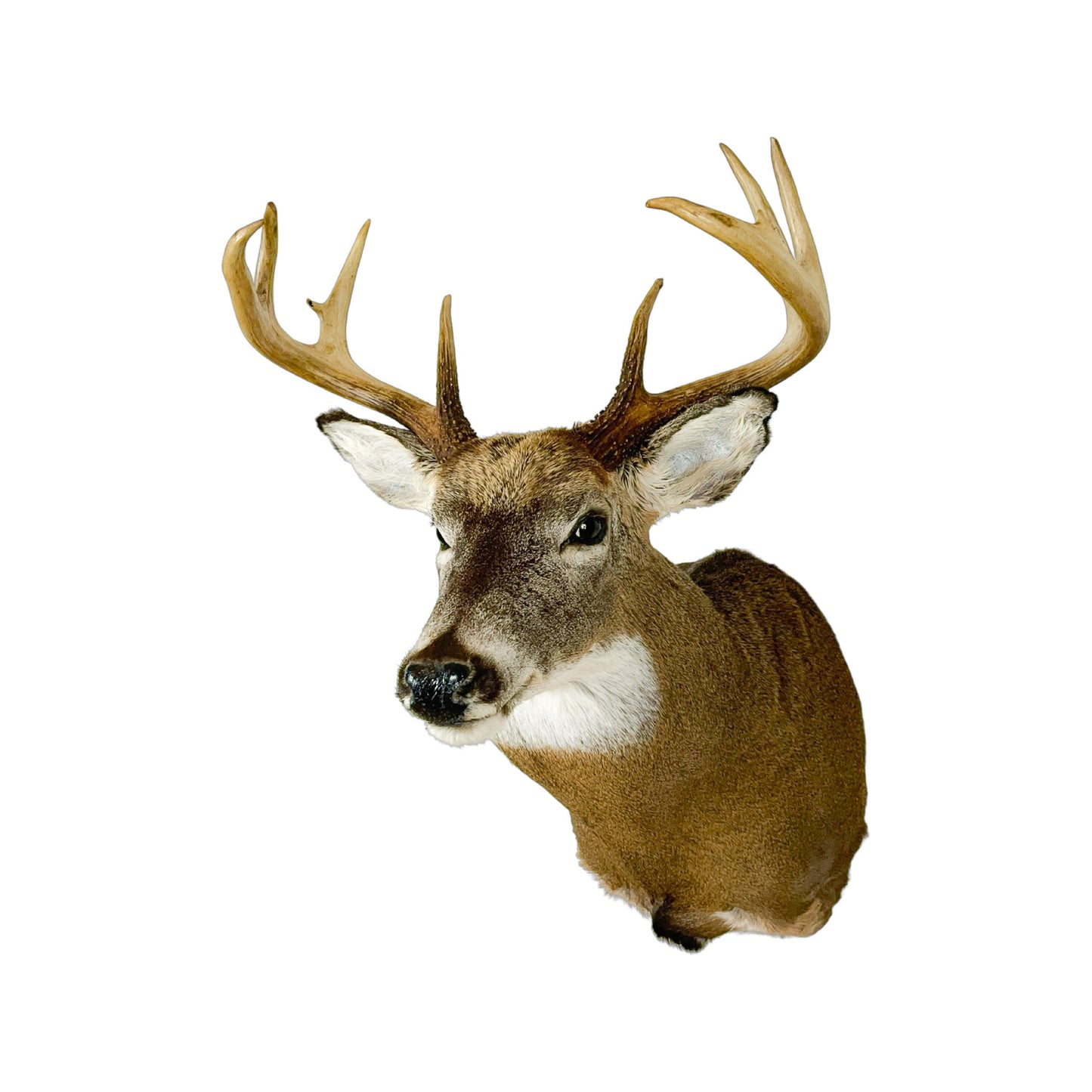 A Home Decor Taxidermy White-Tailed Deer Shoulder Mount of Grade Respectable