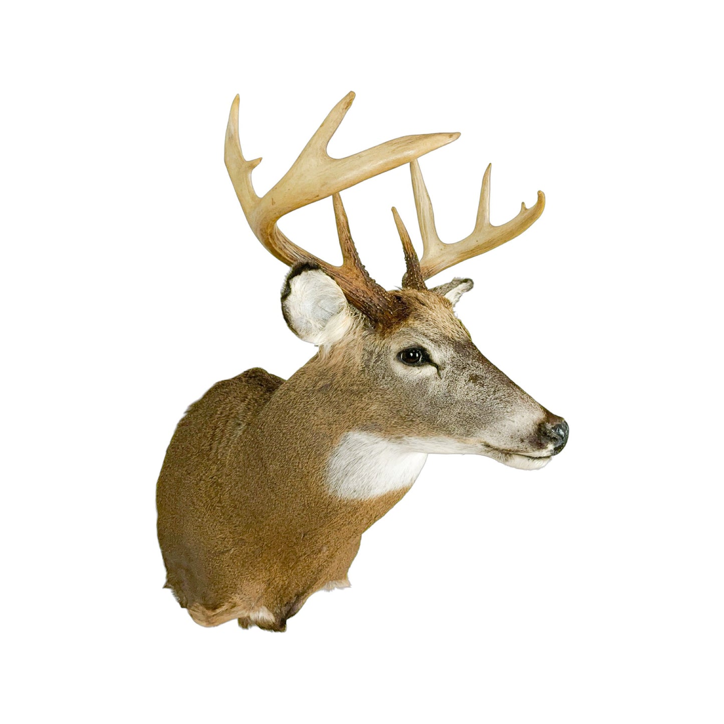 A Home Decor Taxidermy White-Tailed Deer Shoulder Mount of Grade Respectable
