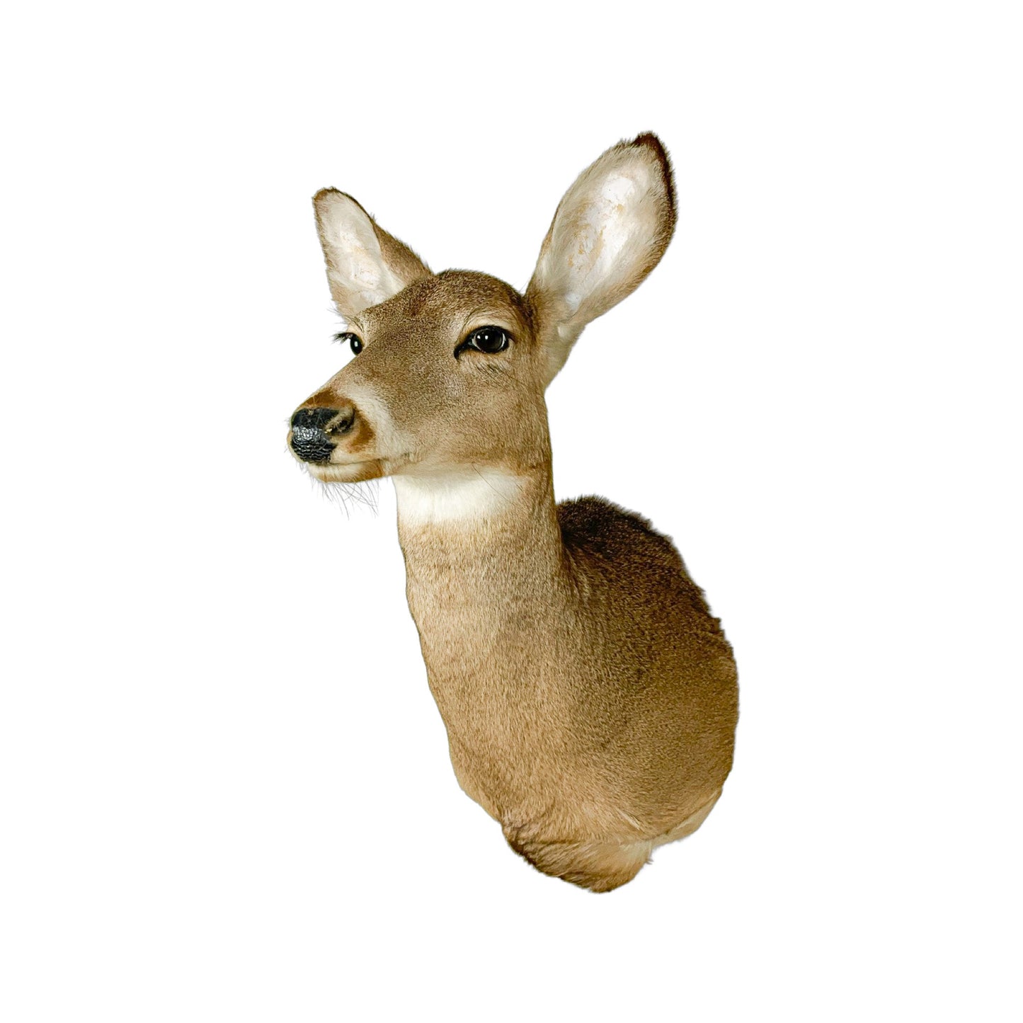 A Home Decor Taxidermy White-Tailed Deer Shoulder Mount of Grade Respectable