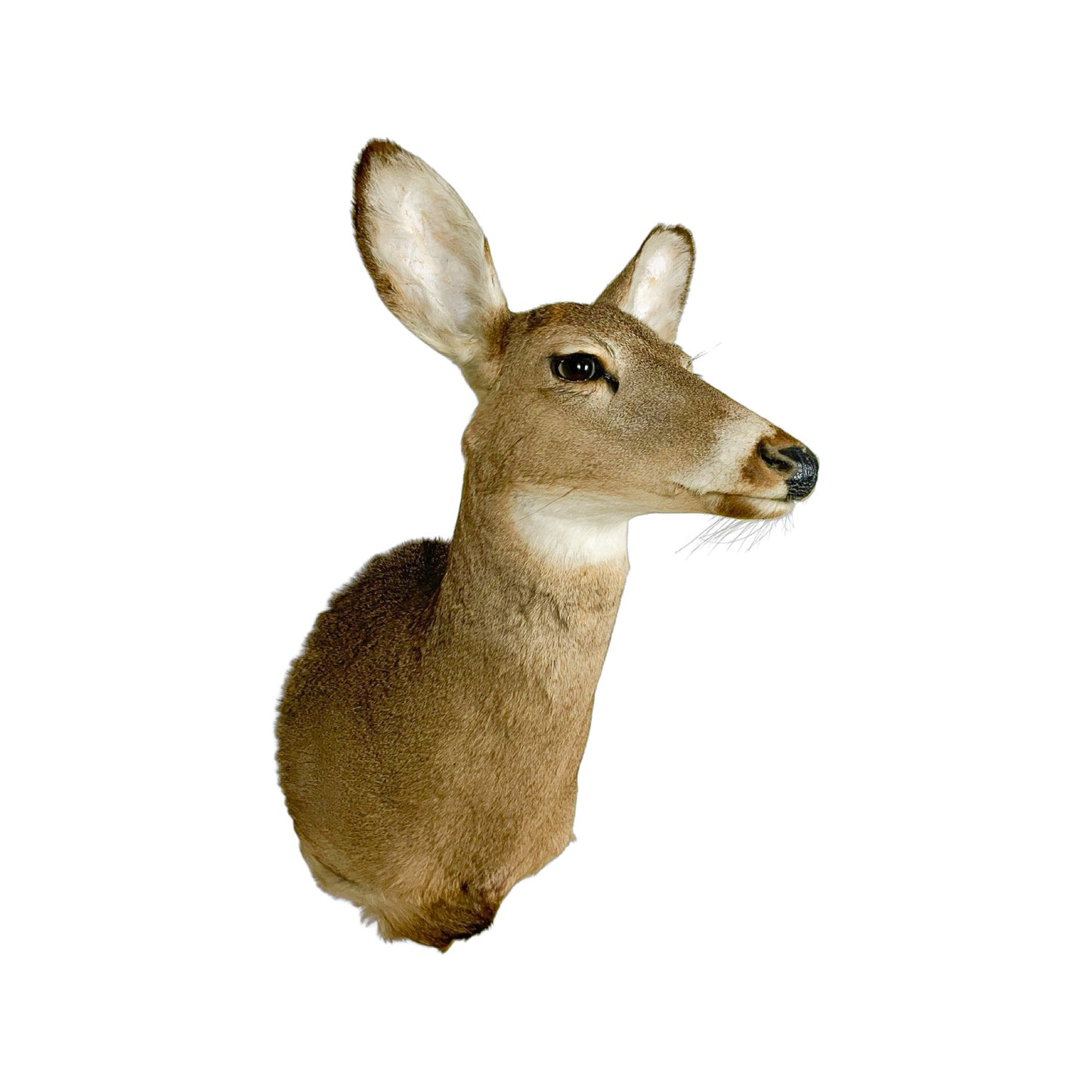 A Home Decor Taxidermy White-Tailed Deer Shoulder Mount of Grade Respectable