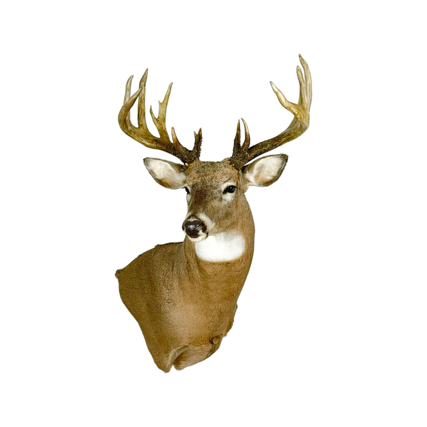 A Home Decor Taxidermy White-Tailed Deer Shoulder Mount of Grade Remarkable