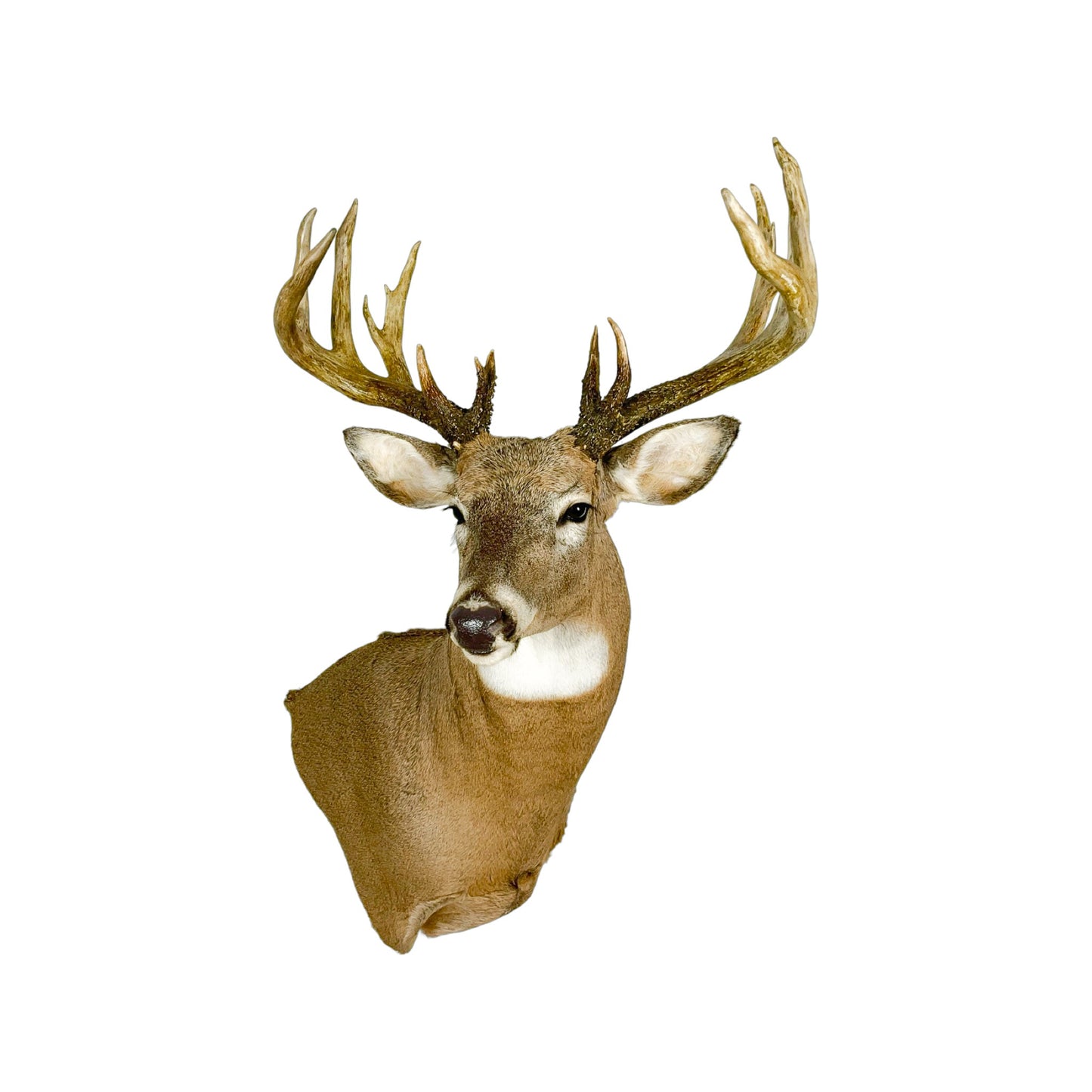 A Home Decor Taxidermy White-Tailed Deer Shoulder Mount of Grade Remarkable