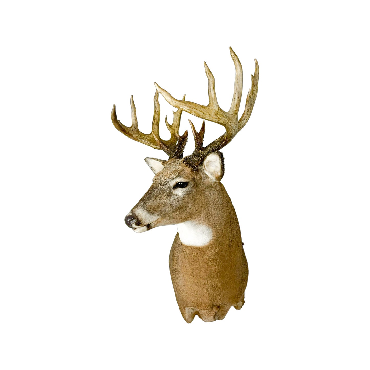 A Home Decor Taxidermy White-Tailed Deer Shoulder Mount of Grade Remarkable