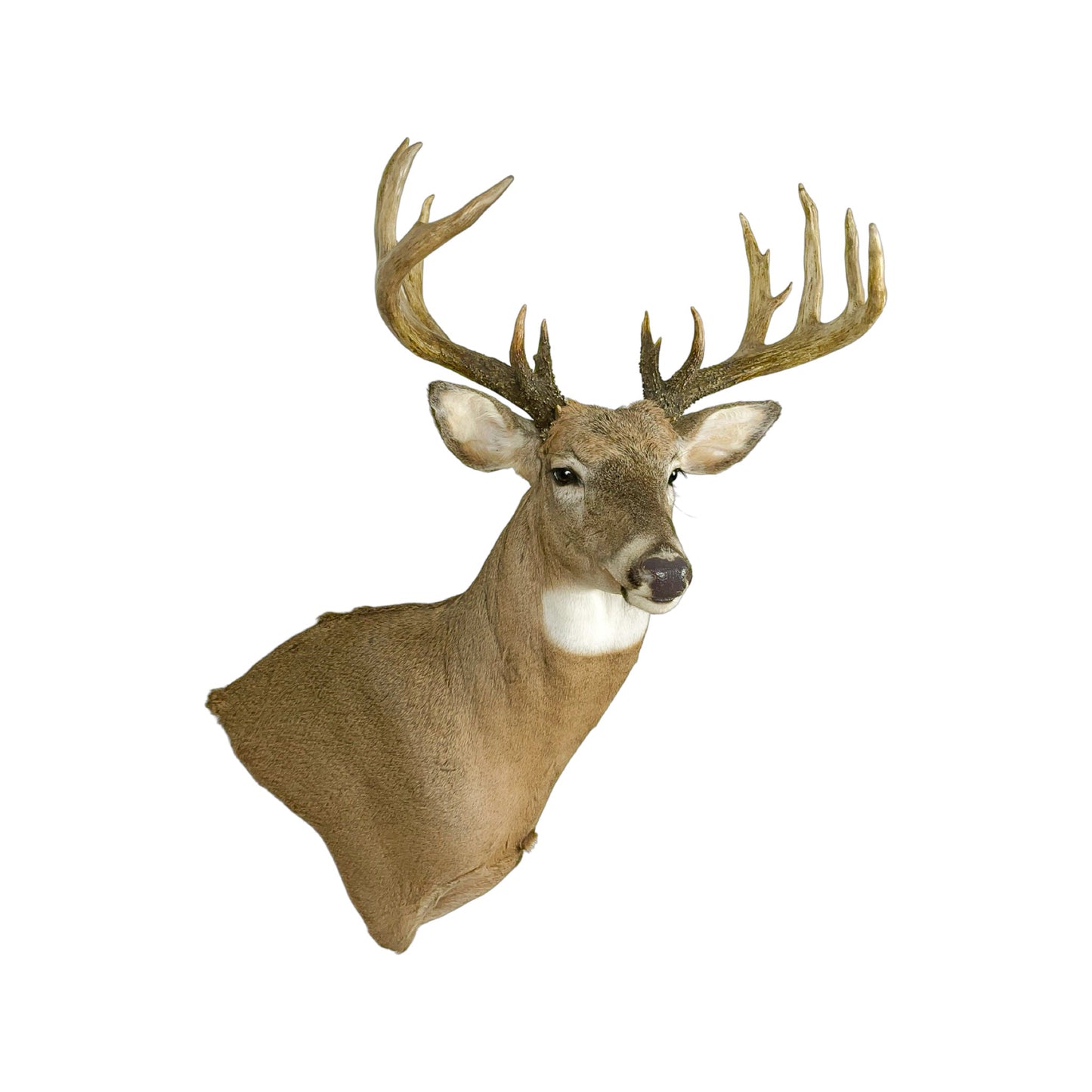 A Home Decor Taxidermy White-Tailed Deer Shoulder Mount of Grade Remarkable