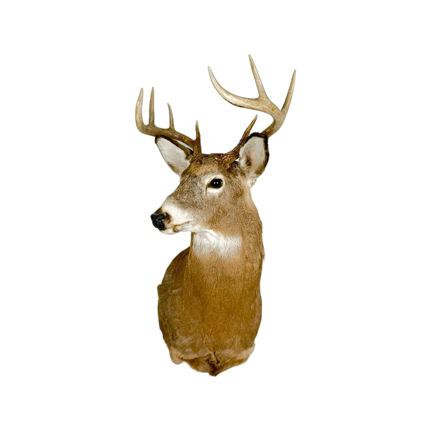 A Home Decor Taxidermy White-Tailed Deer Shoulder Mount of Grade Respectable