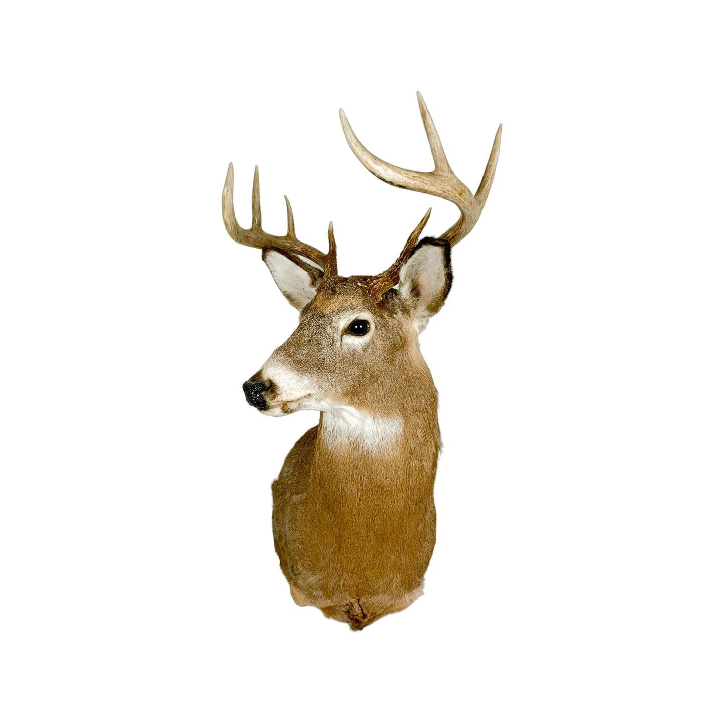 A Home Decor Taxidermy White-Tailed Deer Shoulder Mount of Grade Respectable