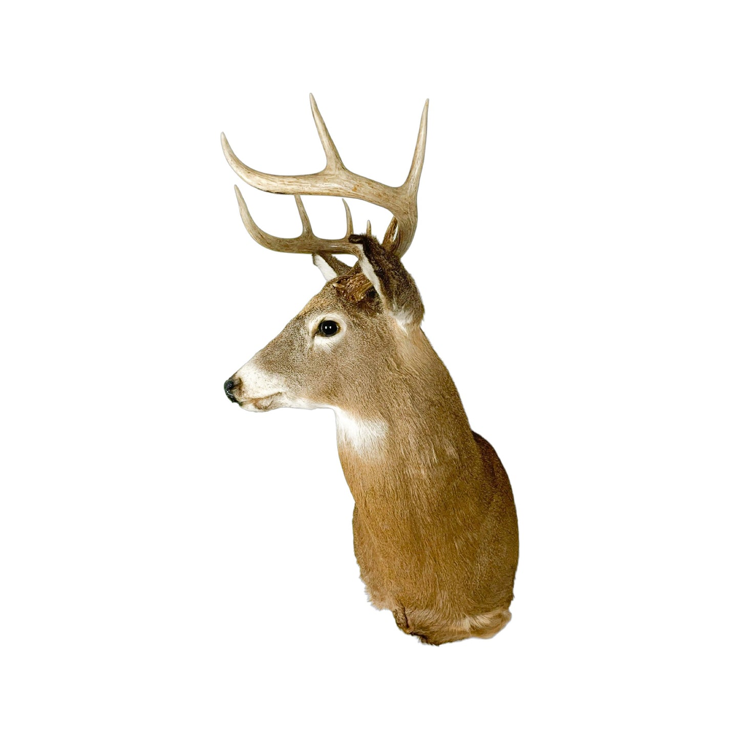 A Home Decor Taxidermy White-Tailed Deer Shoulder Mount of Grade Respectable