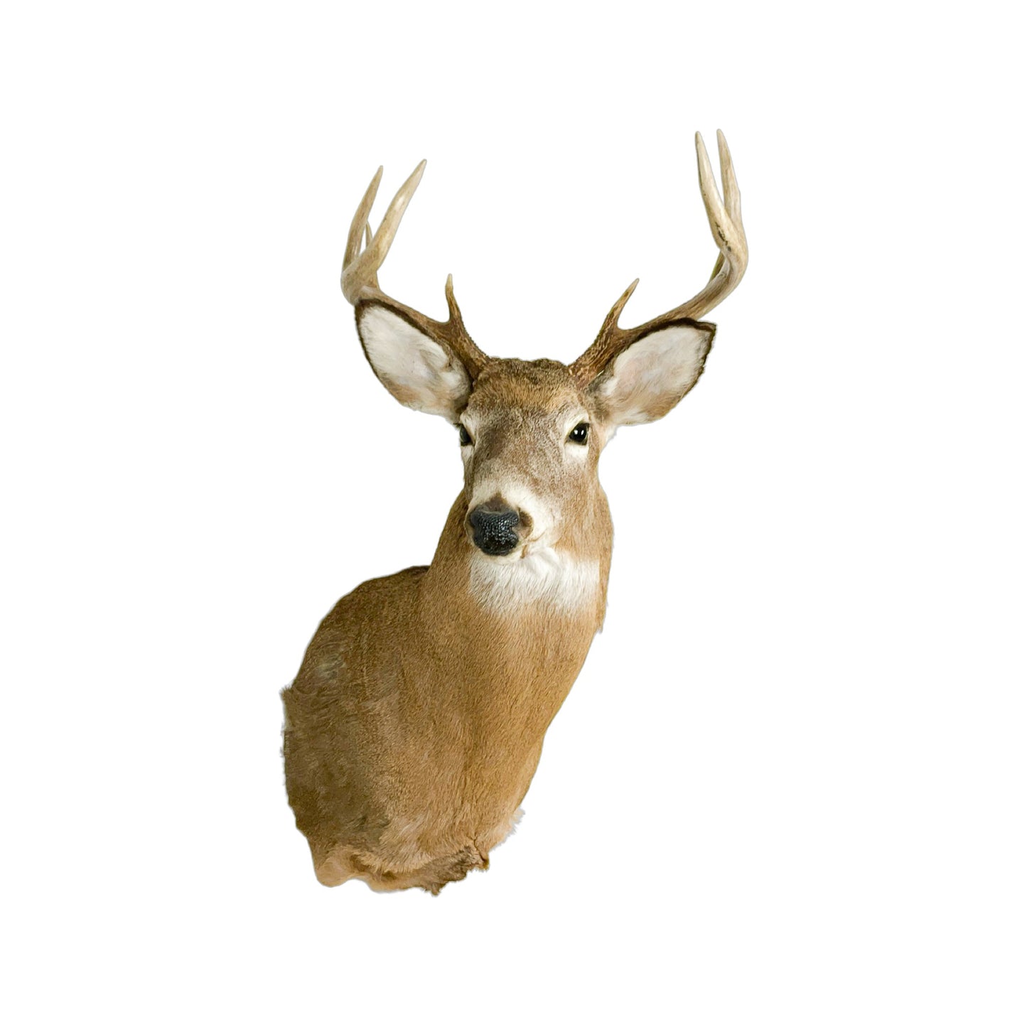 A Home Decor Taxidermy White-Tailed Deer Shoulder Mount of Grade Respectable
