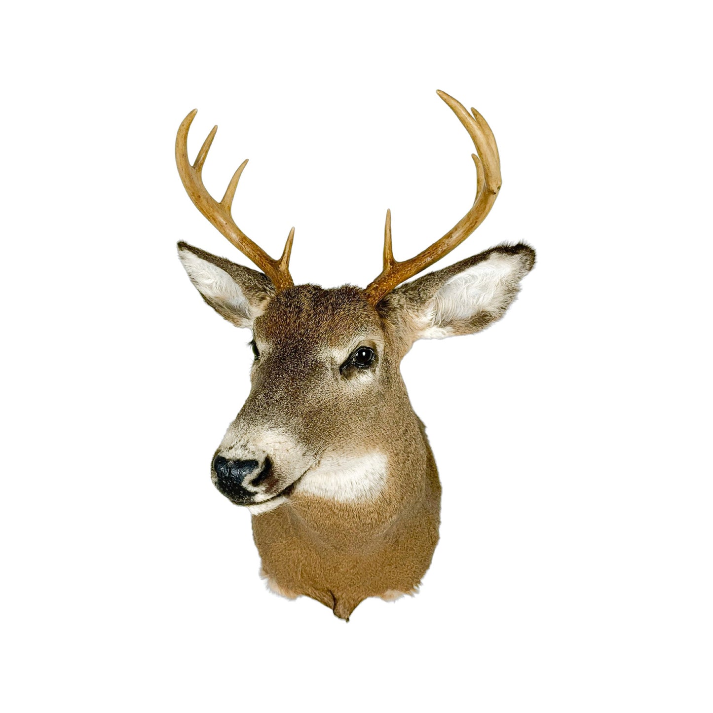 A Home Decor Taxidermy White-Tailed Deer Shoulder Mount of Grade Respectable