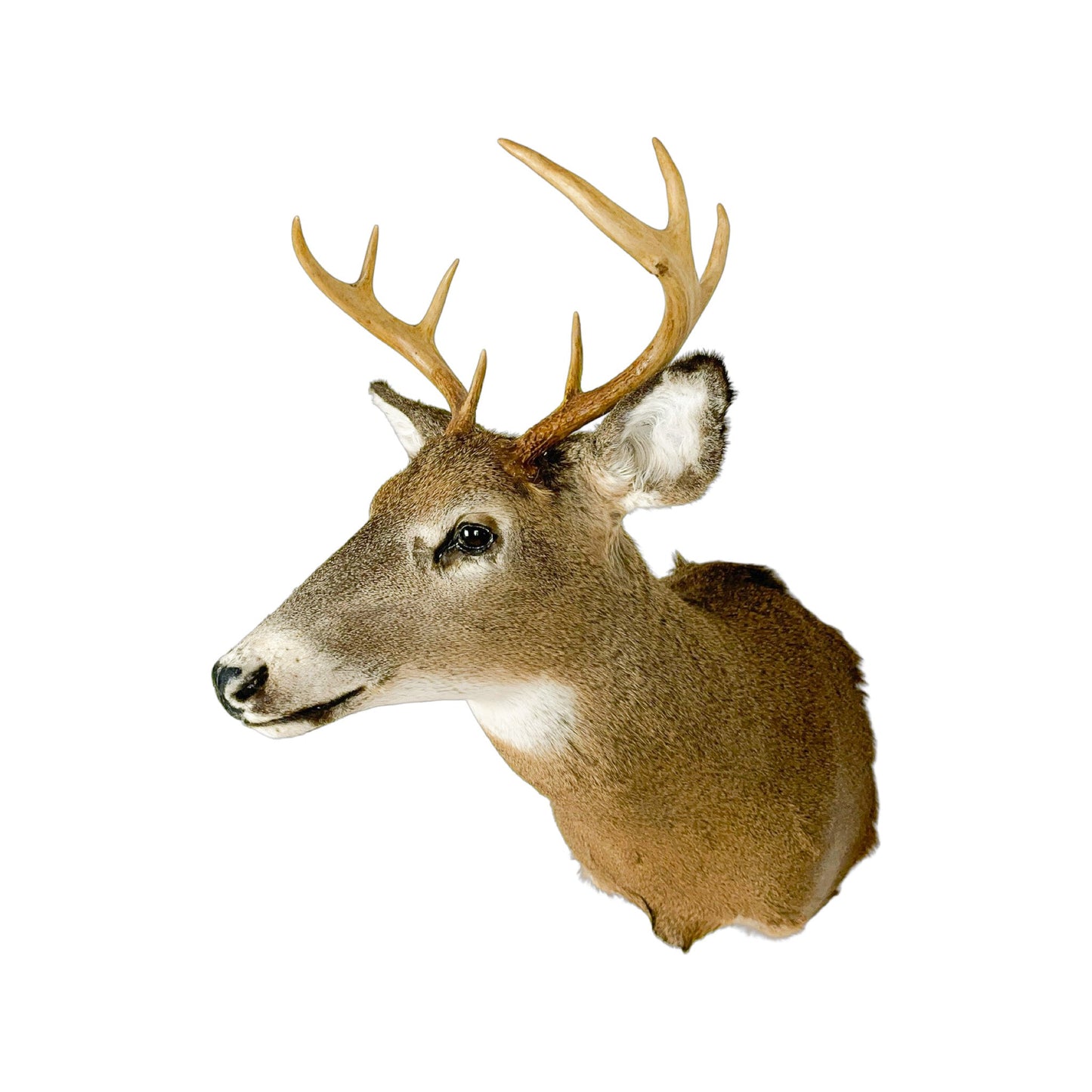 A Home Decor Taxidermy White-Tailed Deer Shoulder Mount of Grade Respectable