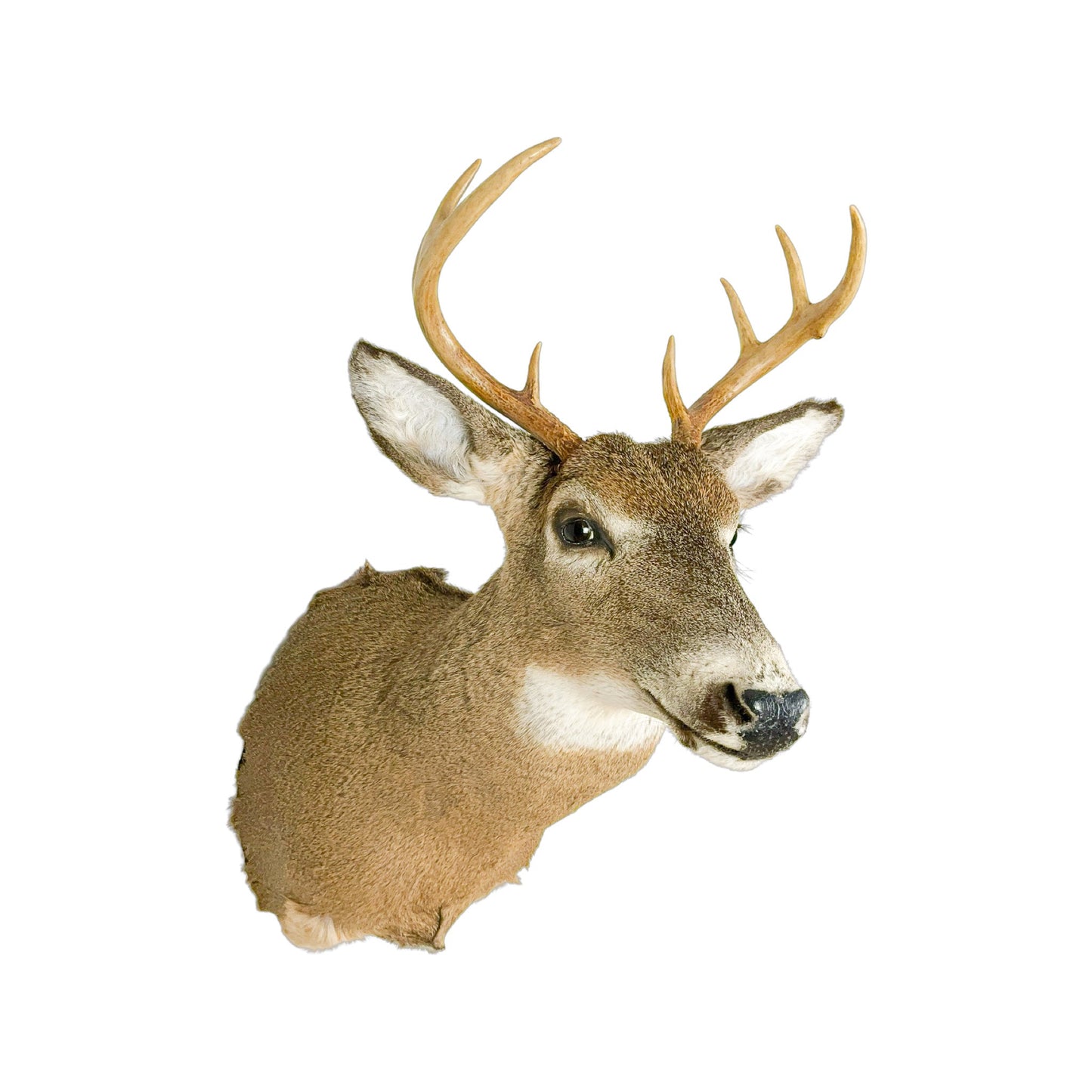 A Home Decor Taxidermy White-Tailed Deer Shoulder Mount of Grade Respectable