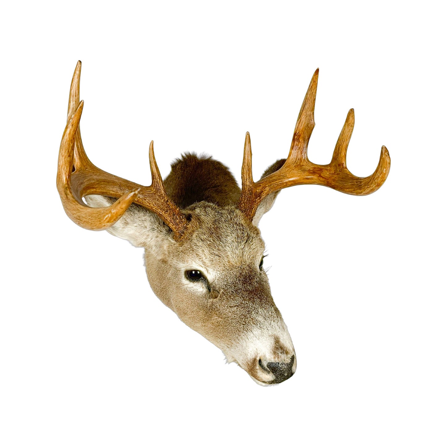 A Home Decor Taxidermy White-Tailed Deer Shoulder Mount of Grade Respectable