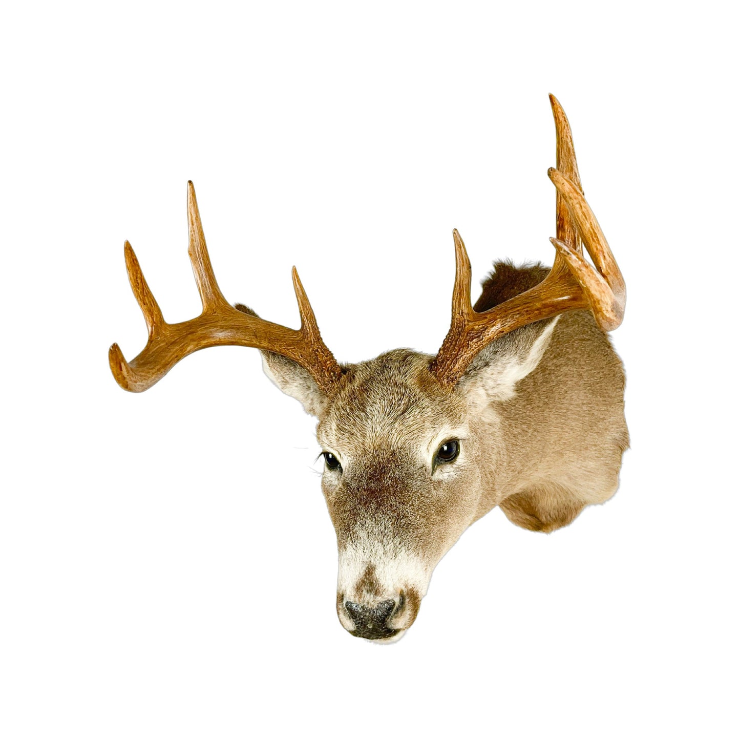 A Home Decor Taxidermy White-Tailed Deer Shoulder Mount of Grade Respectable