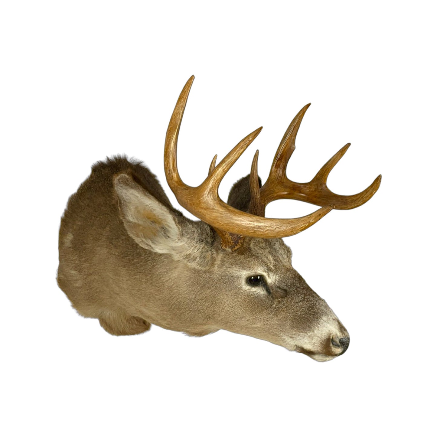 A Home Decor Taxidermy White-Tailed Deer Shoulder Mount of Grade Respectable