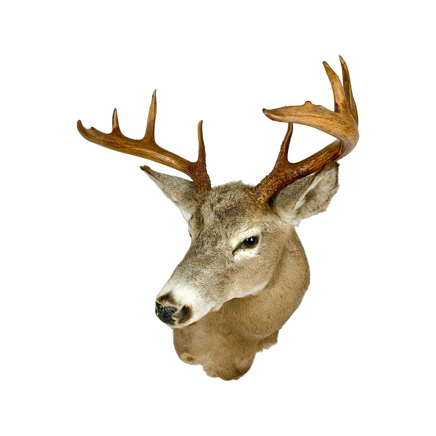 A Home Decor Taxidermy White-Tailed Deer Shoulder Mount of Grade Respectable
