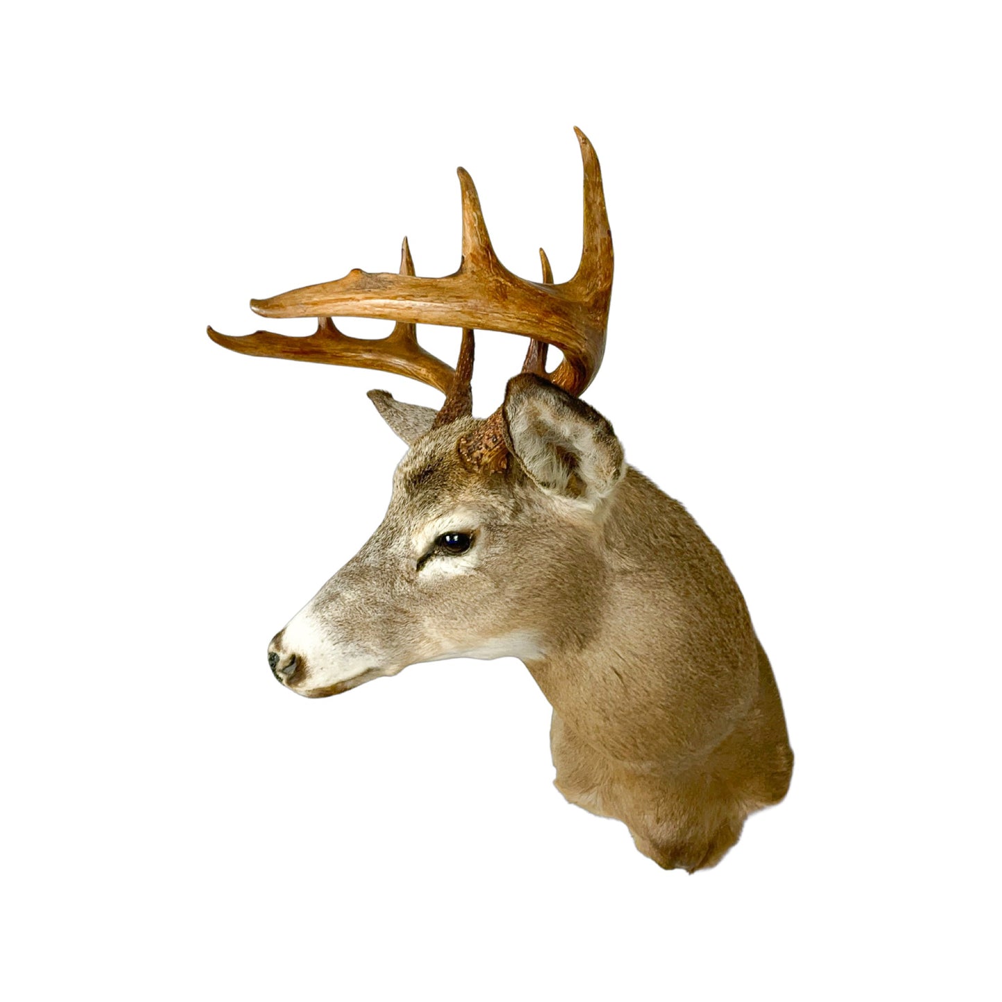 A Home Decor Taxidermy White-Tailed Deer Shoulder Mount of Grade Respectable