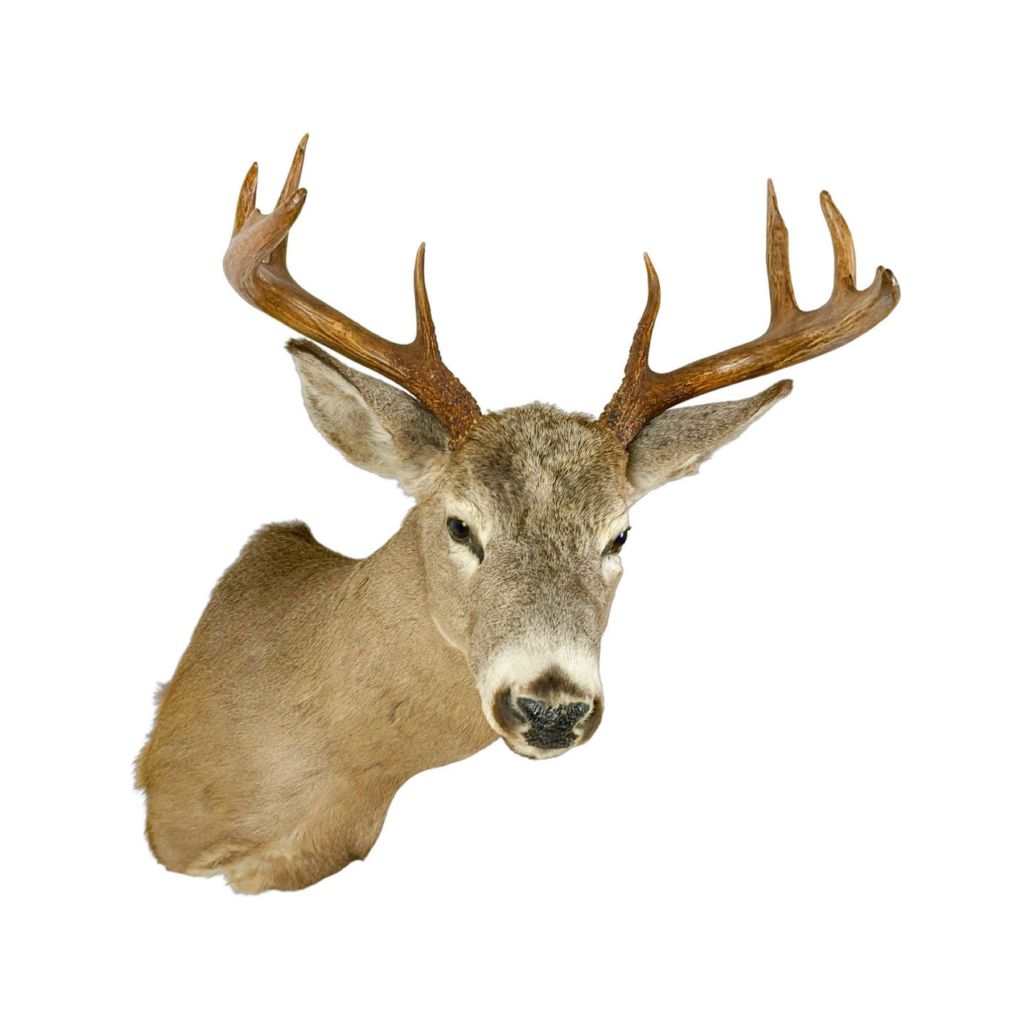 A Home Decor Taxidermy White-Tailed Deer Shoulder Mount of Grade Respectable