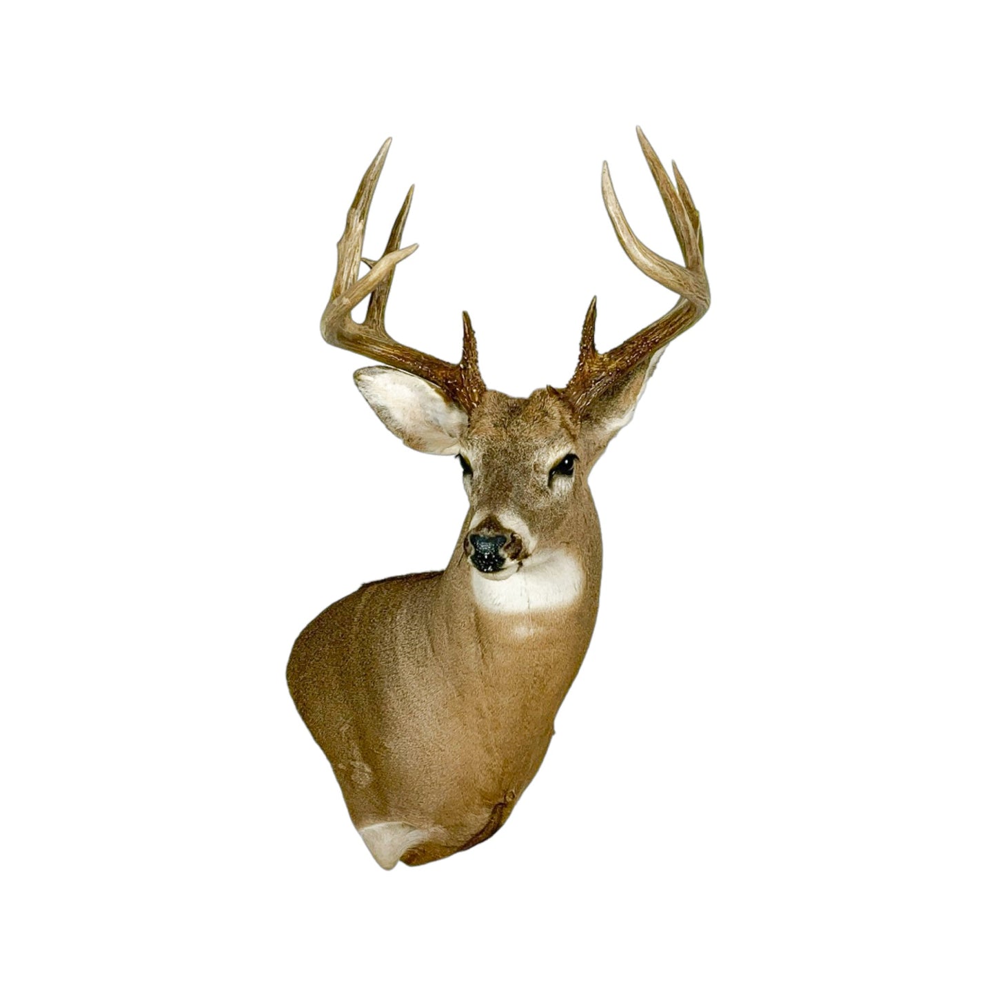 A Home Decor Taxidermy White-Tailed Deer Shoulder Mount of Grade Respectable