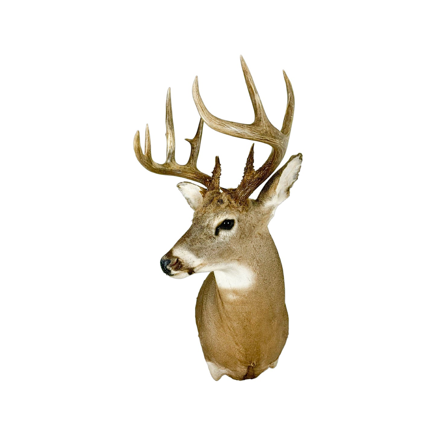 A Home Decor Taxidermy White-Tailed Deer Shoulder Mount of Grade Respectable