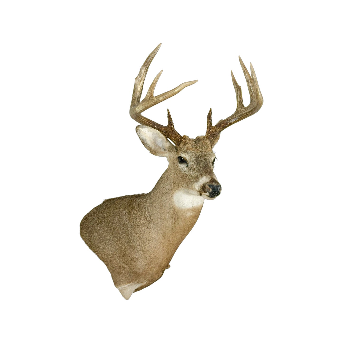 A Home Decor Taxidermy White-Tailed Deer Shoulder Mount of Grade Respectable