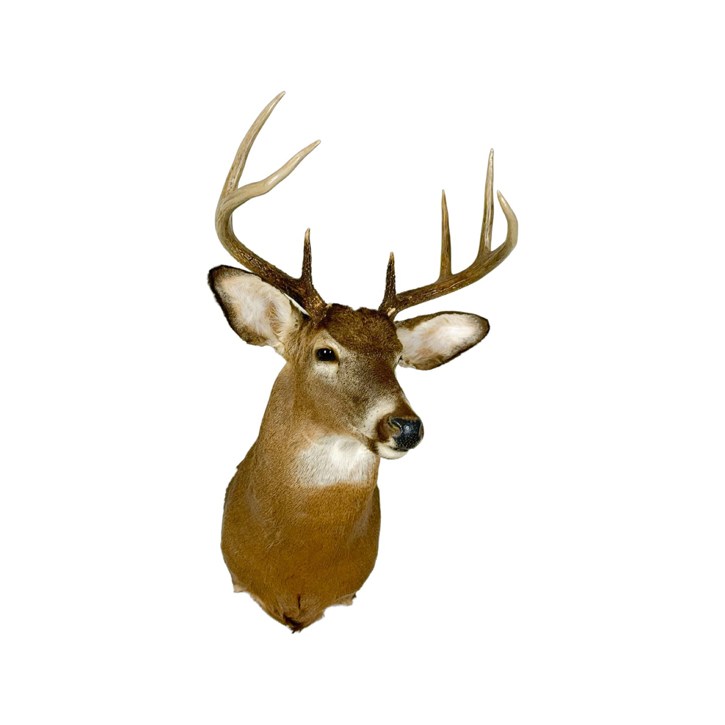 A Home Decor Taxidermy White-Tailed Deer Shoulder Mount of Grade Remarkable