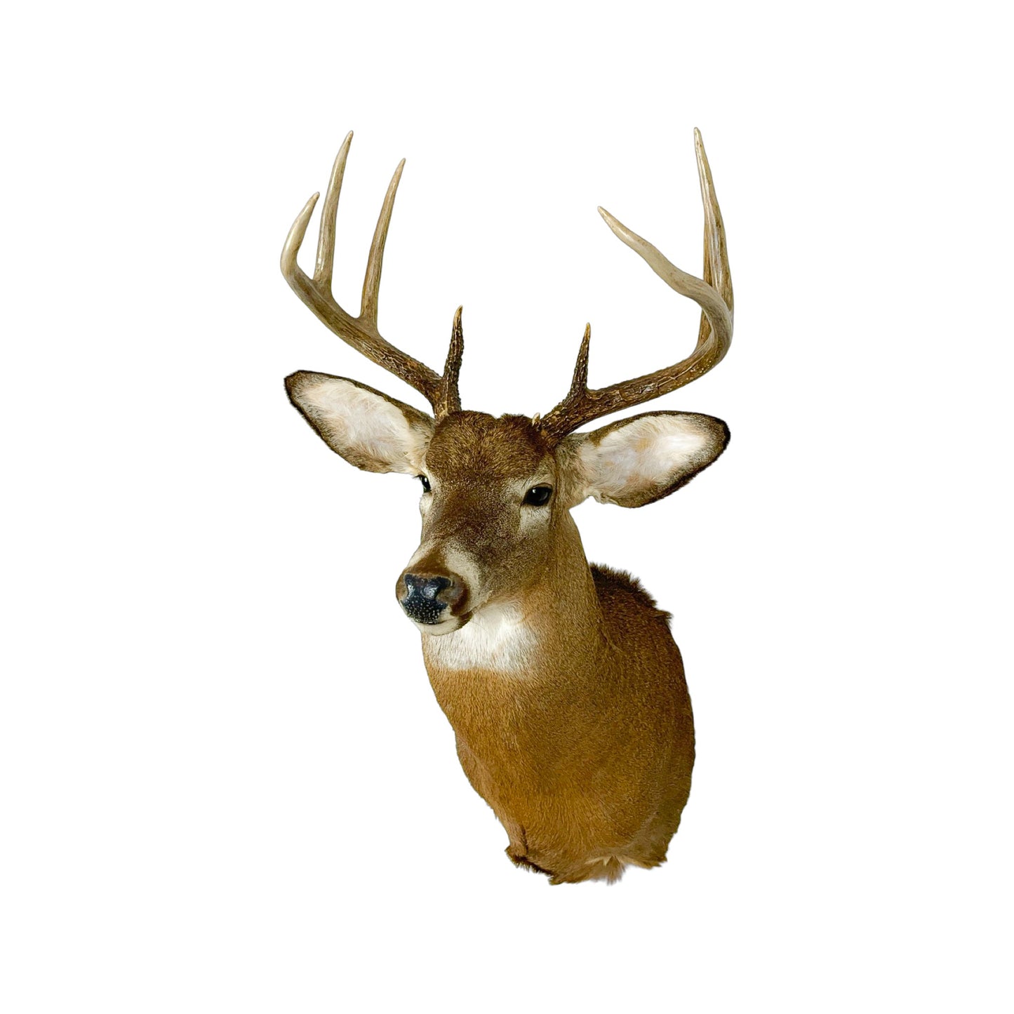 A Home Decor Taxidermy White-Tailed Deer Shoulder Mount of Grade Remarkable