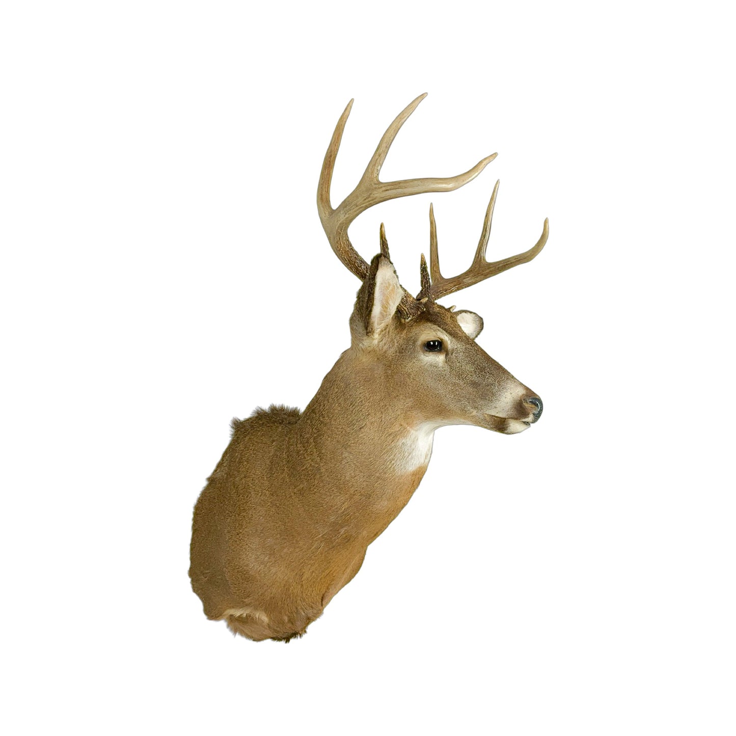 A Home Decor Taxidermy White-Tailed Deer Shoulder Mount of Grade Remarkable
