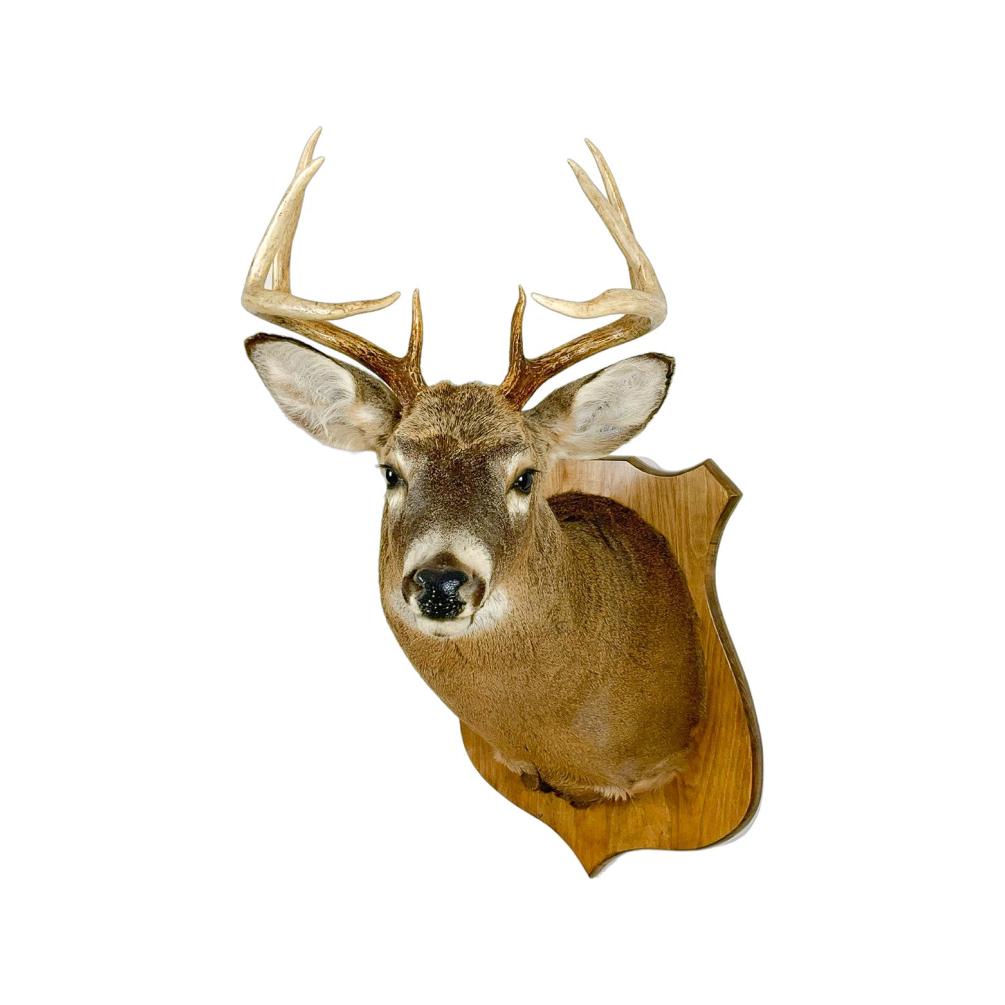 A Home Decor Taxidermy White-Tailed Deer Shoulder Mount of Grade Respectable