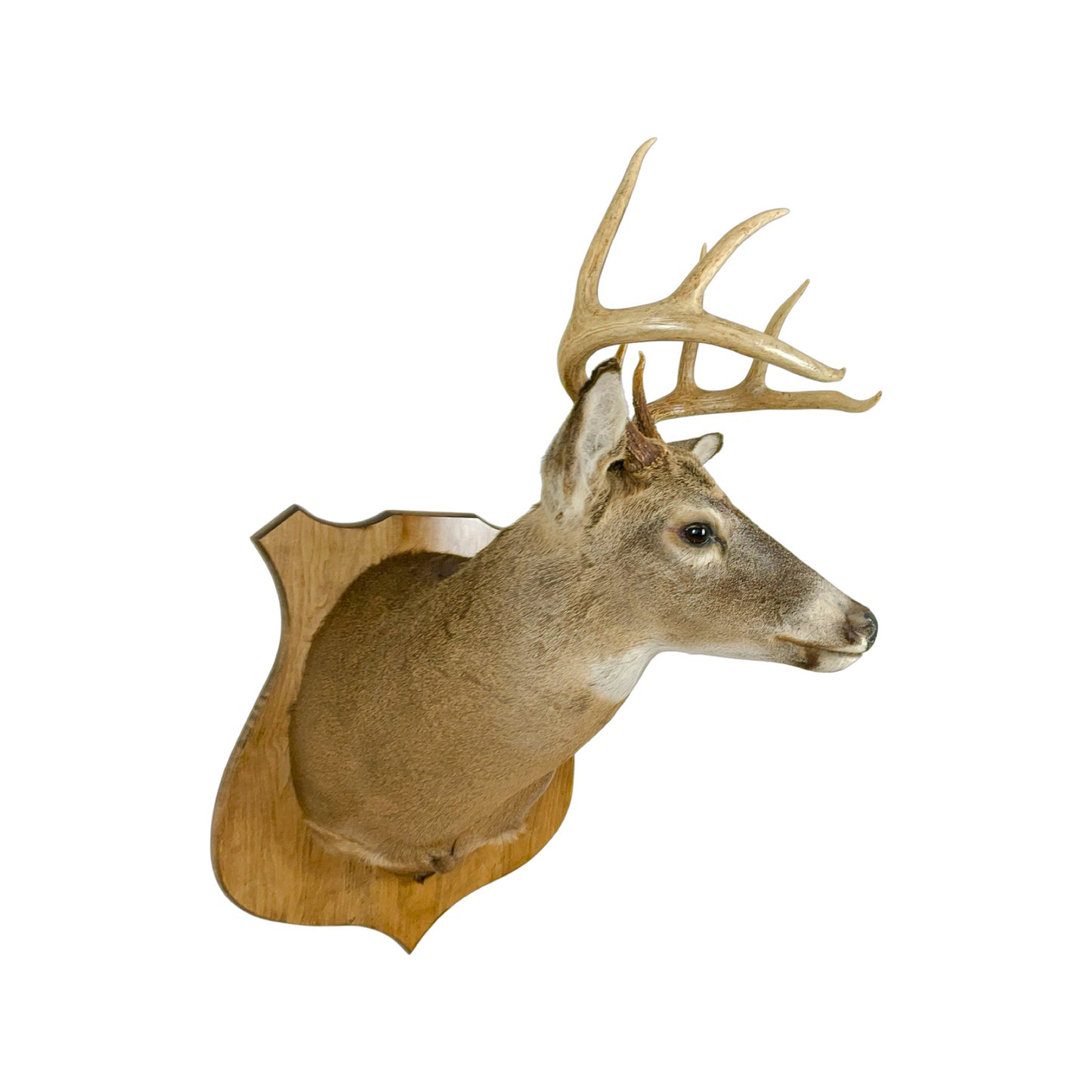 A Home Decor Taxidermy White-Tailed Deer Shoulder Mount of Grade Respectable