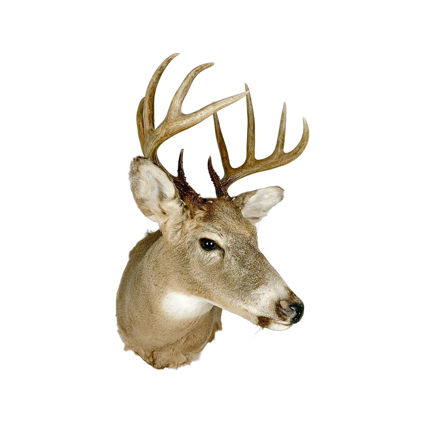 A Home Decor Taxidermy White-Tailed Deer Shoulder Mount of Grade Respectable